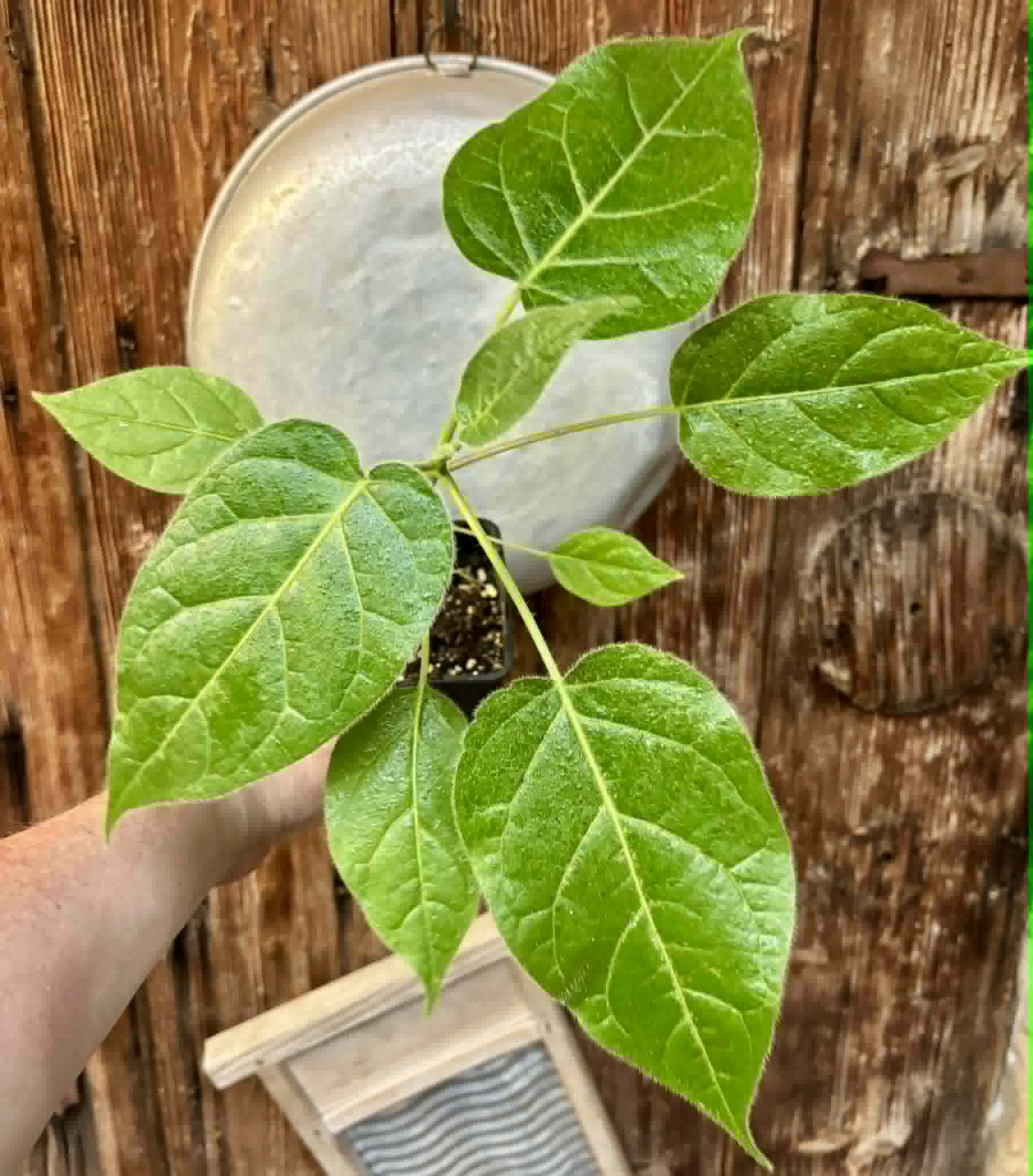 Solanum sibundoyense - 1 potted plant / 1 getopfte Pflanze