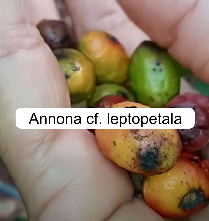 Annona aff. leptopetala  - 1 fresh seed / 1 frischer Samen