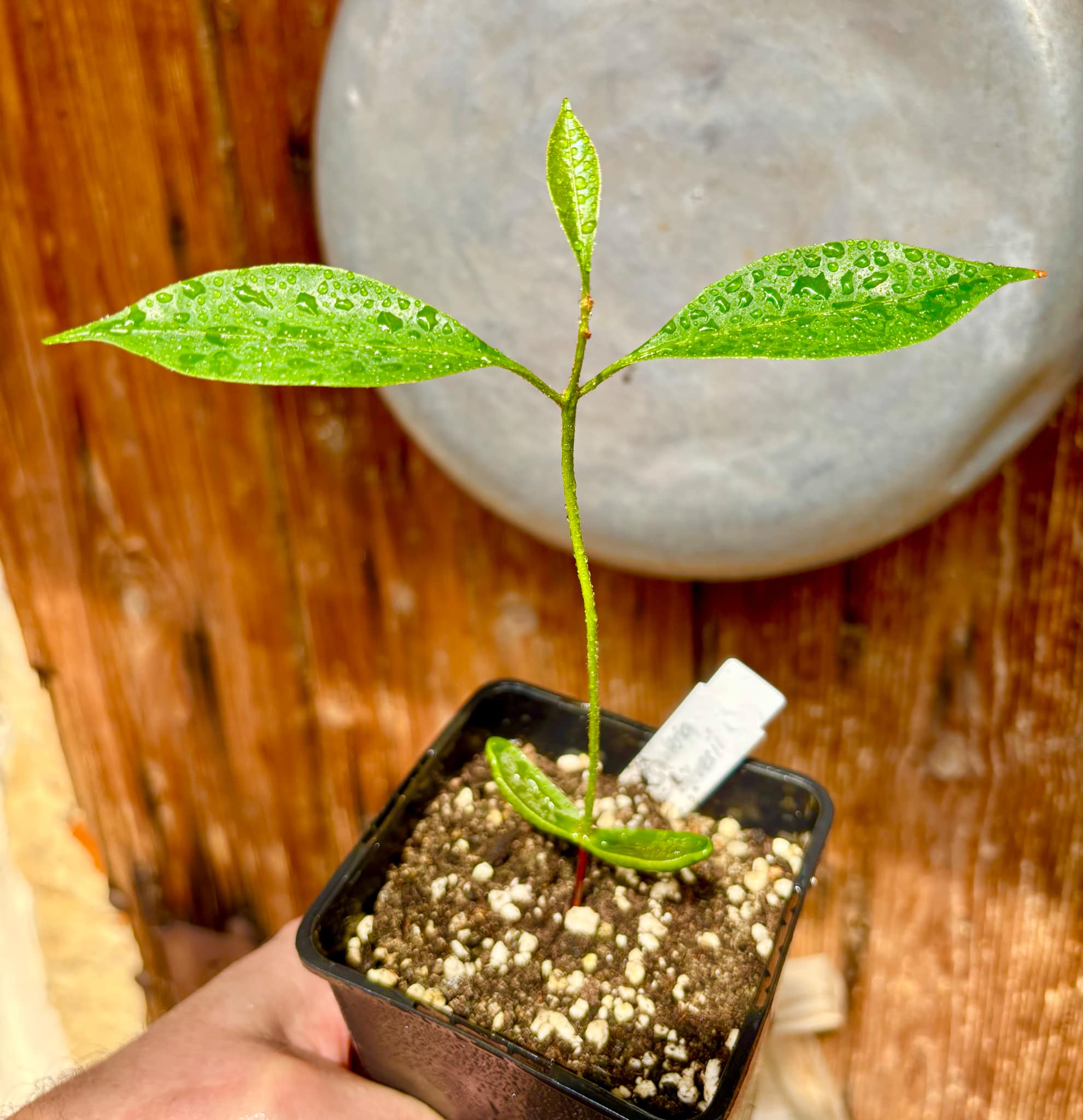 Pouteria alvesii - 1 small potted seedling / 1 kleiner, getopfter Sämling