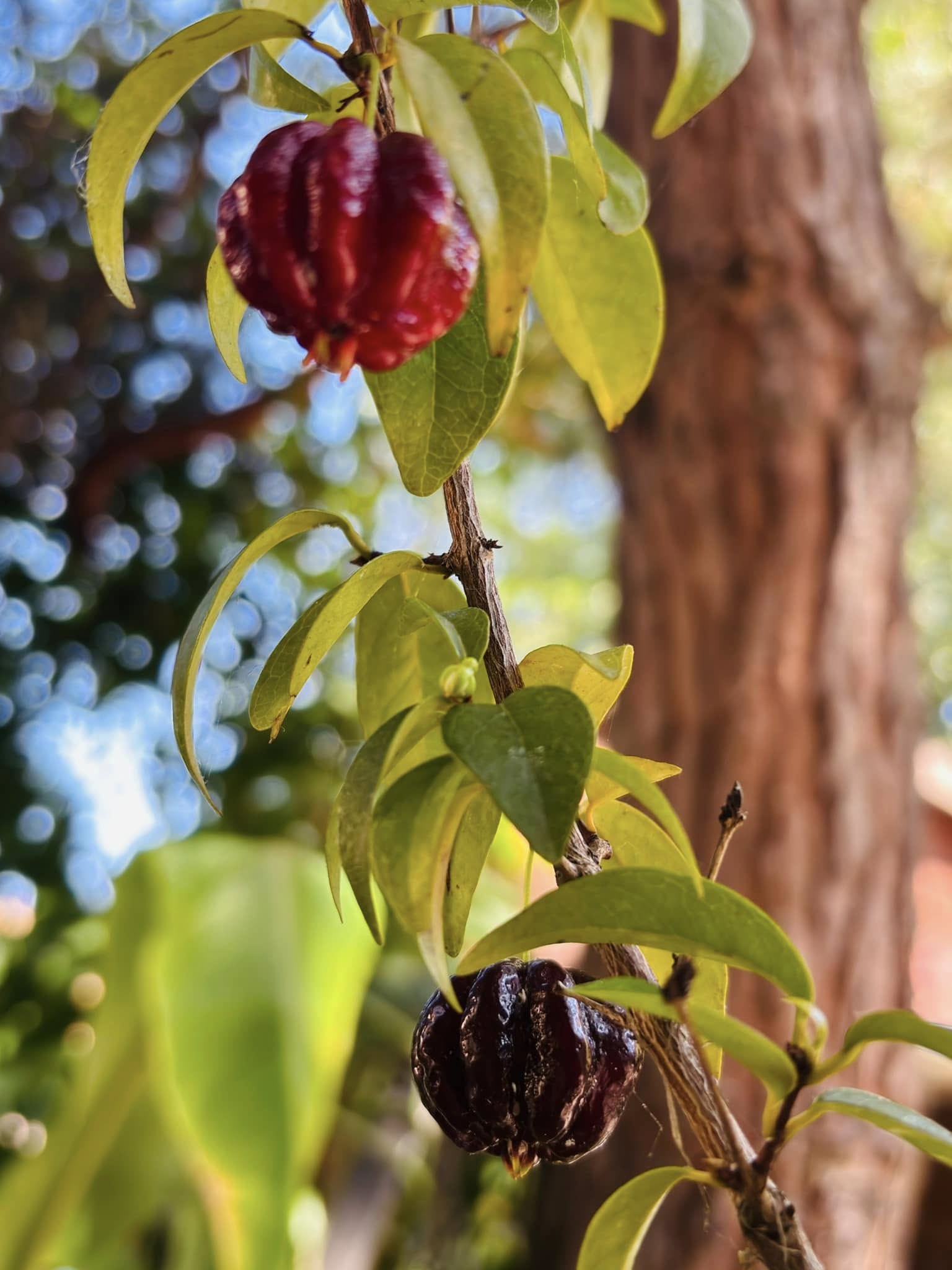 10 years old - many fruits every year - Eugenia uniflora var. Tutti Colore  - 1 plant / 1 Pflanze