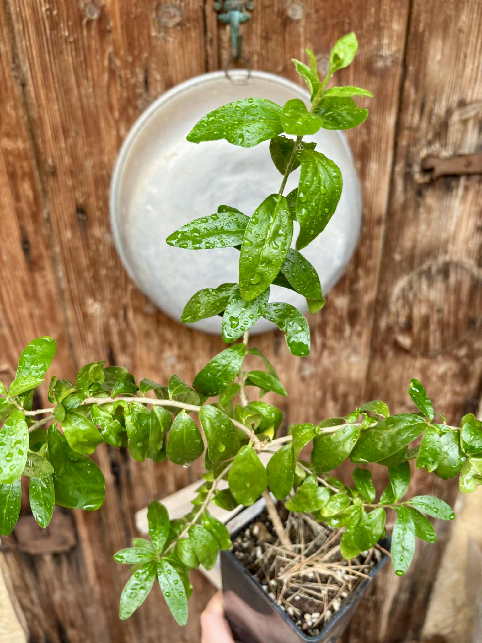 self fertile variety - Kei Apple (Dovyalis caffra) - 1 potted plant / 1 getopfte Pflanze