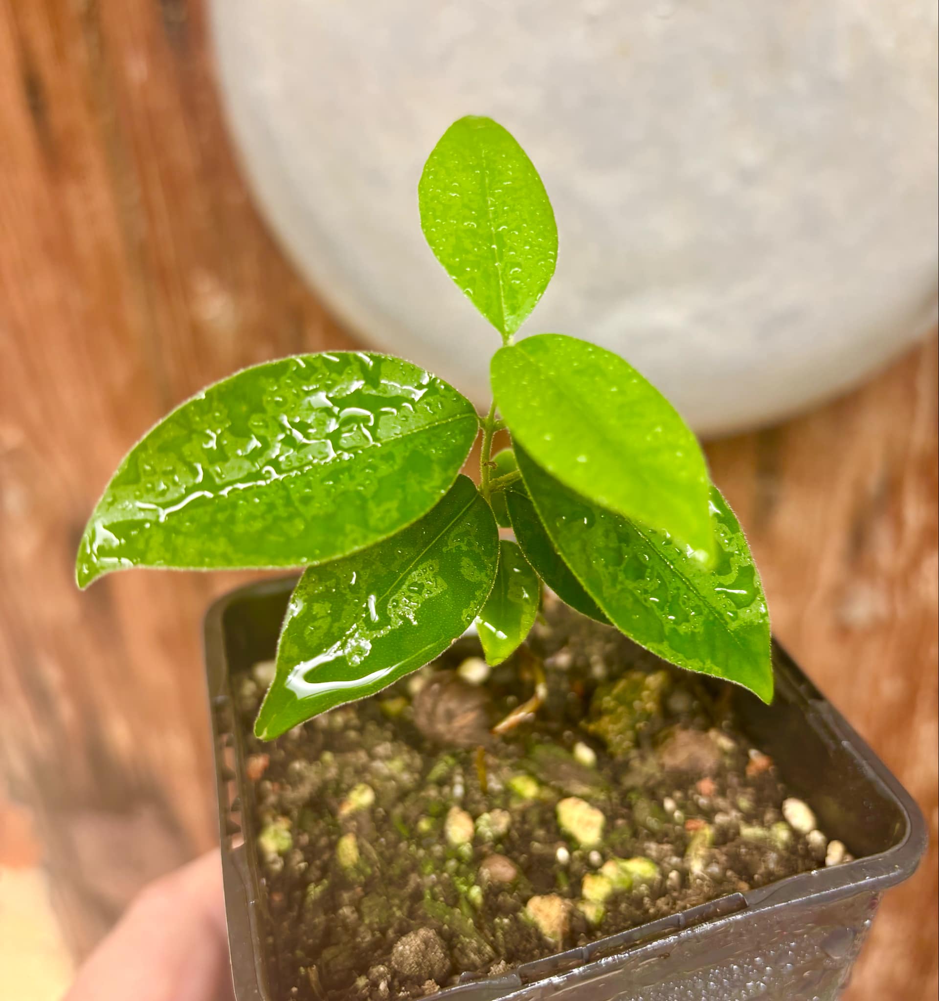 Eugenia sp Guajuba graudas -  1 small potted seedling / 1 kleiner, getopfter Sämling