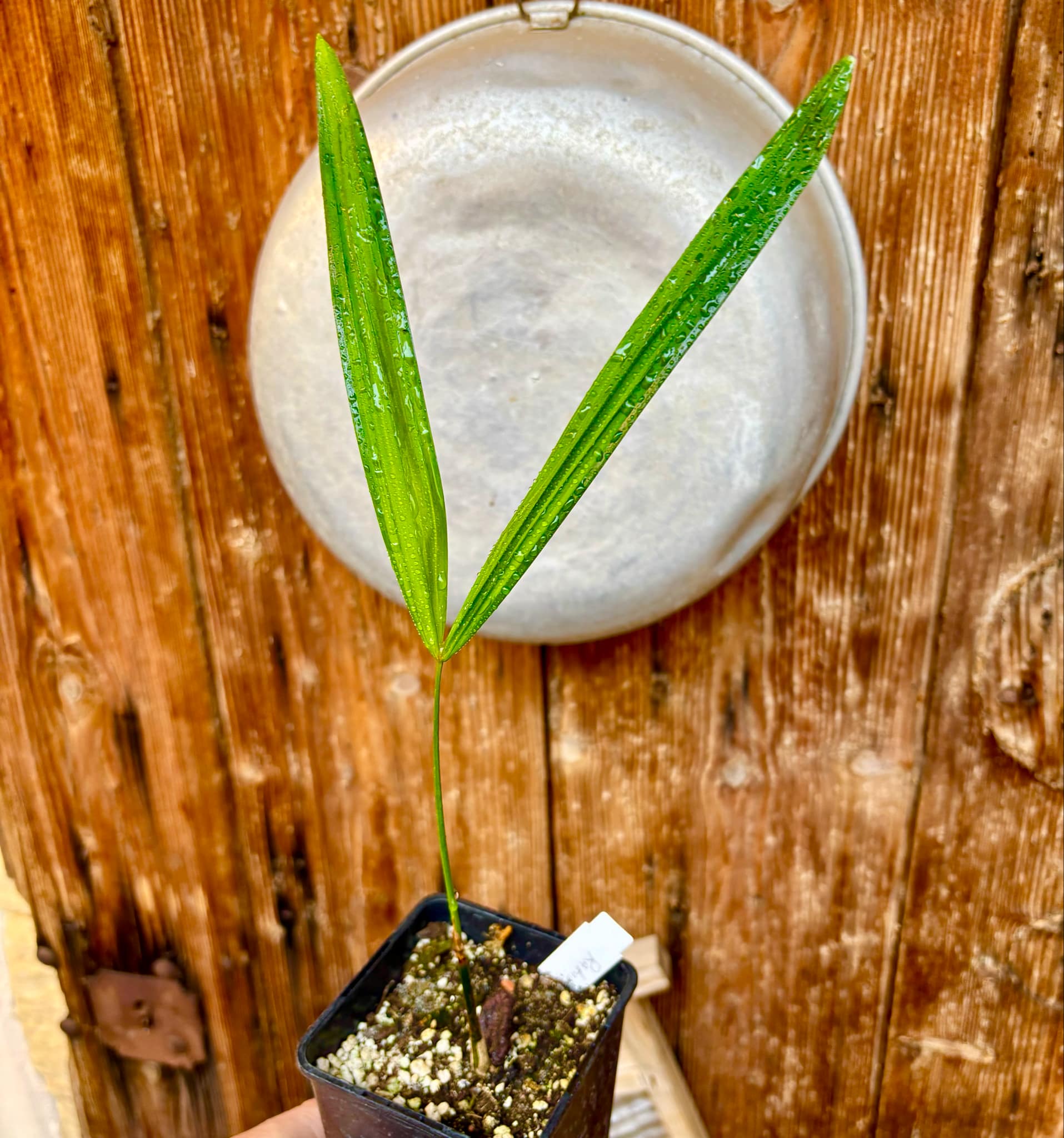 Rattan Palm (Calamus viminalis) - 1 potted plant / 1 getopfte Pflanze Rattan Palm (Calamus viminalis) - 1 potted plant / 1 getopfte Pflanze