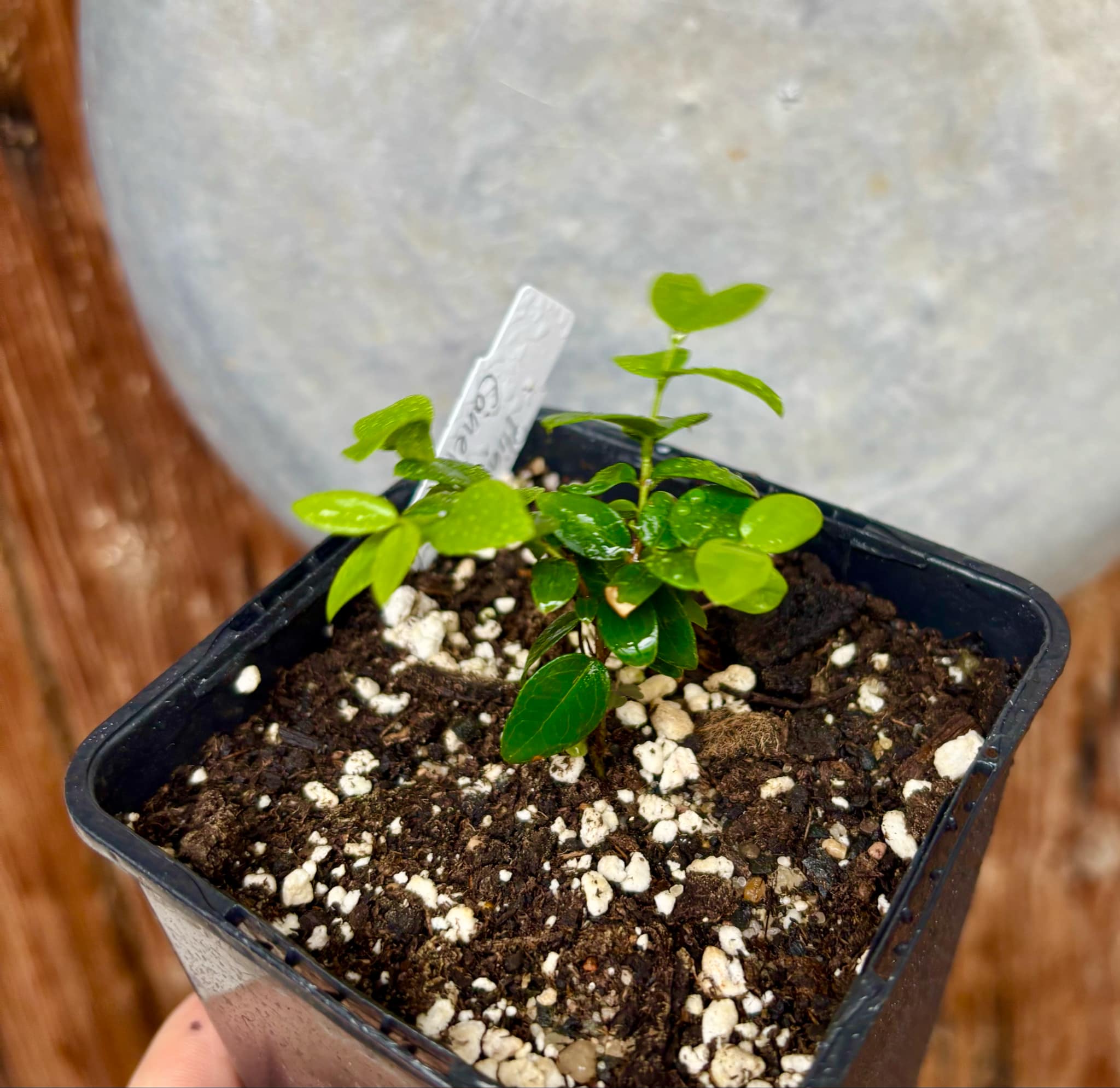 Jaboticaba - Plinia sp Canelinha Polpa branca - 1 small potted seedling / 1 kleiner, getopfter Sämling