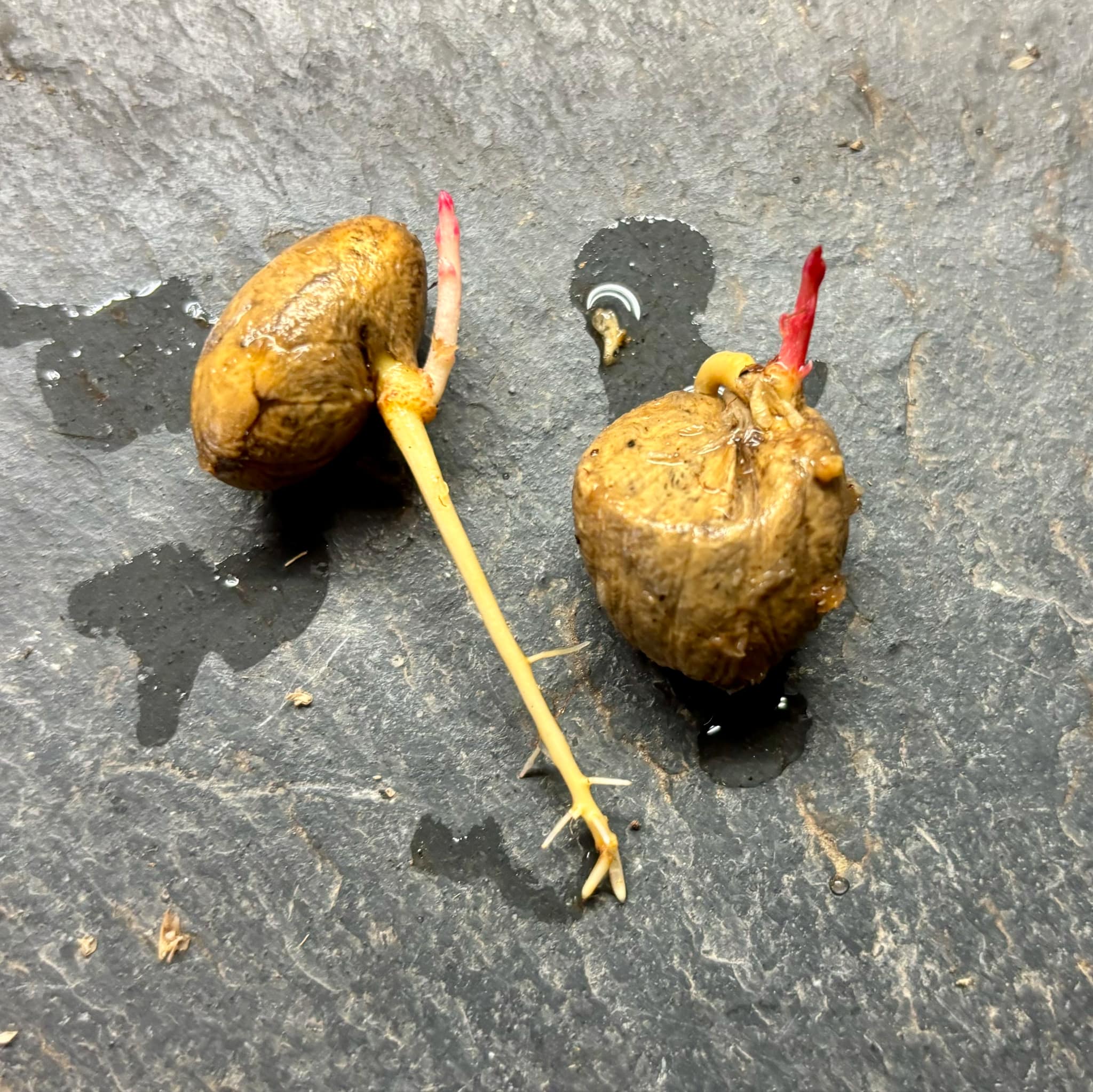 Eugenia sp Labisia -  1 germinated seed / 1 gekeimter Samen