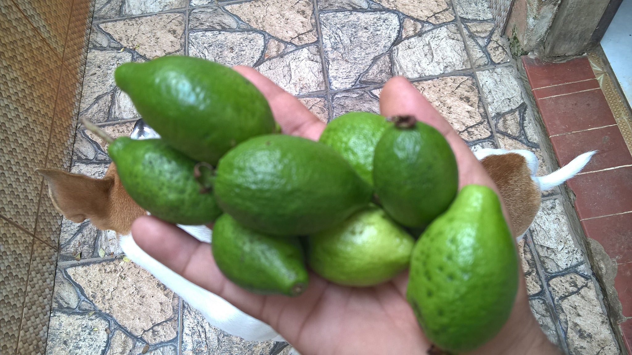 Psidium sorocabense  - 3 fresh seeds / 3 frische Samen