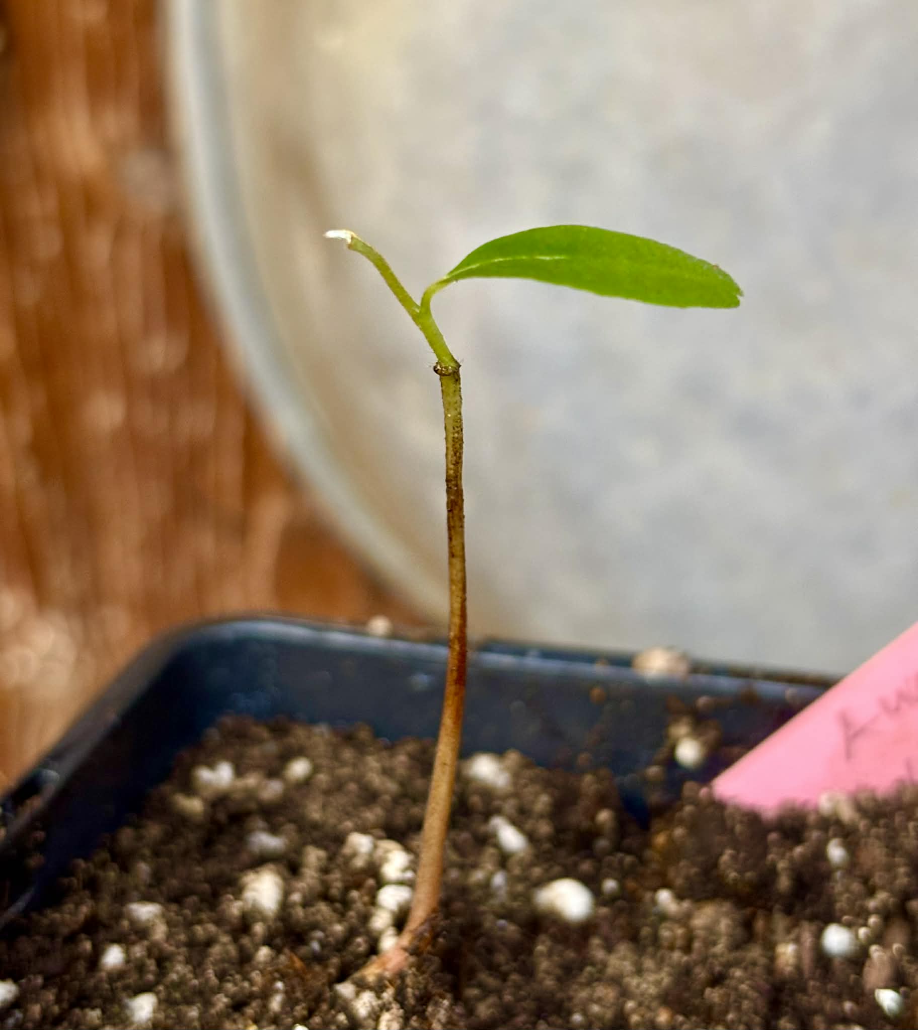 Annona bahiensis - 1 potted seedling / 1 getopfter Sämling