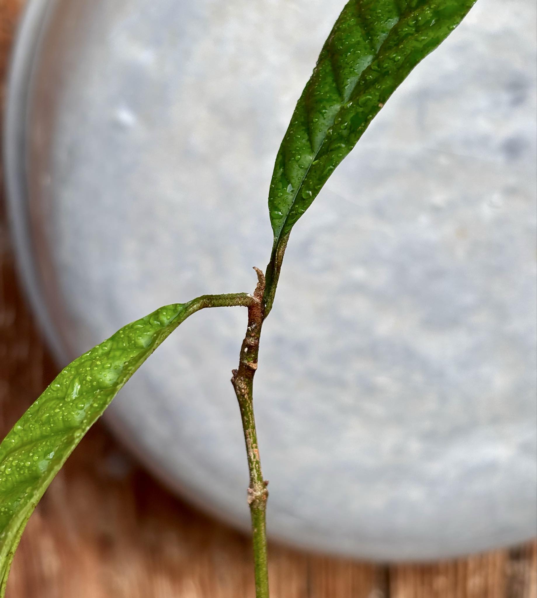 Aglaia korthalsii - 1 potted plant / 1 getopfte Pflanze