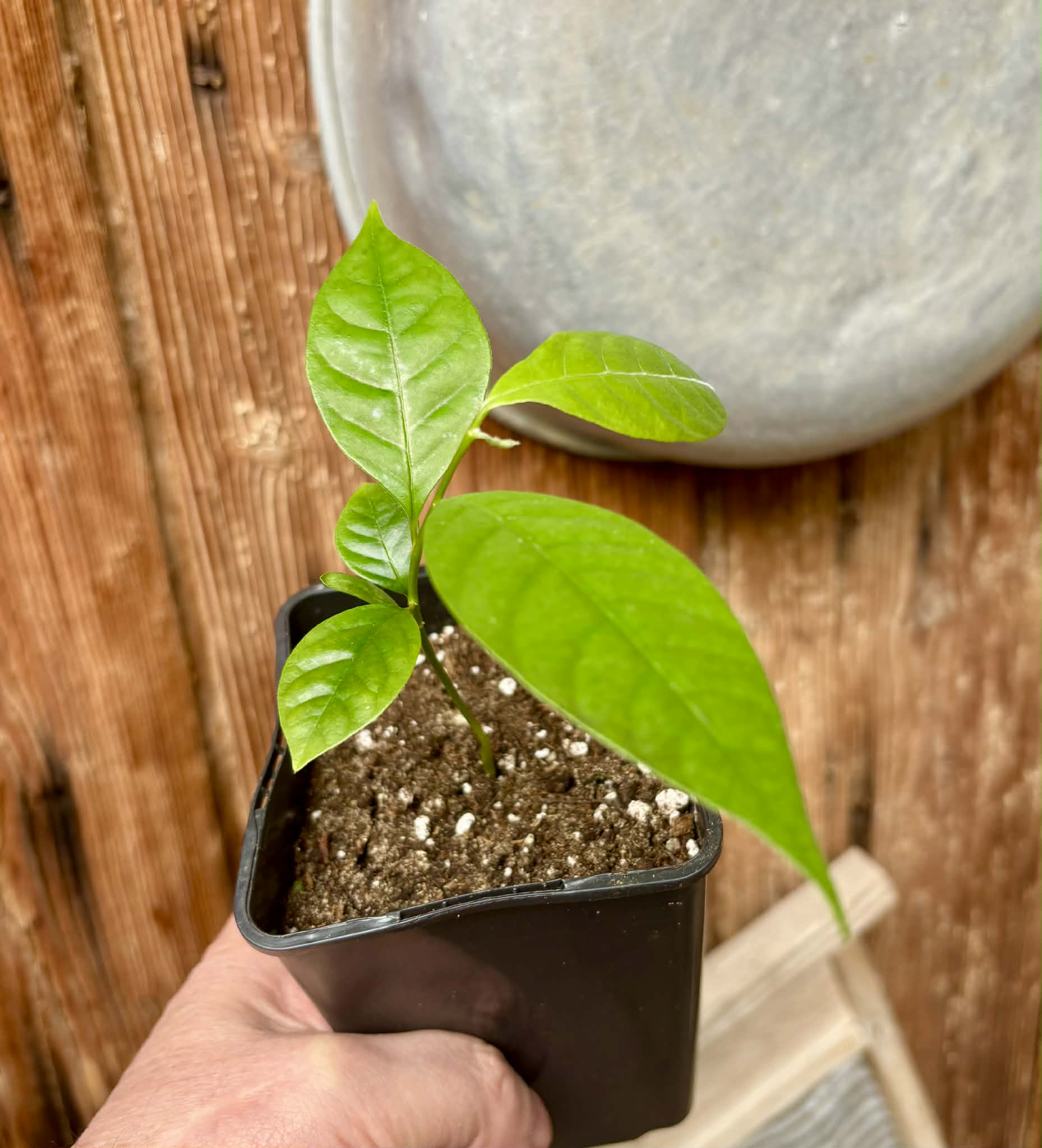 Annona rensoniana  - 1 potted seedling / 1 getopfter Sämling