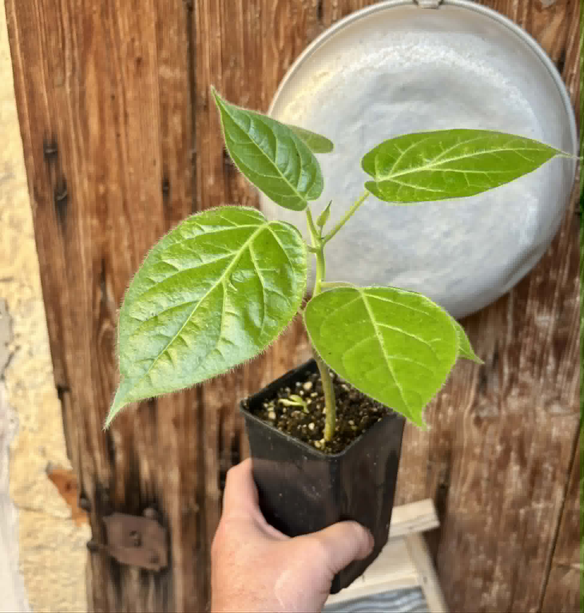 Solanum sibundoyense - 1 potted plant / 1 getopfte Pflanze