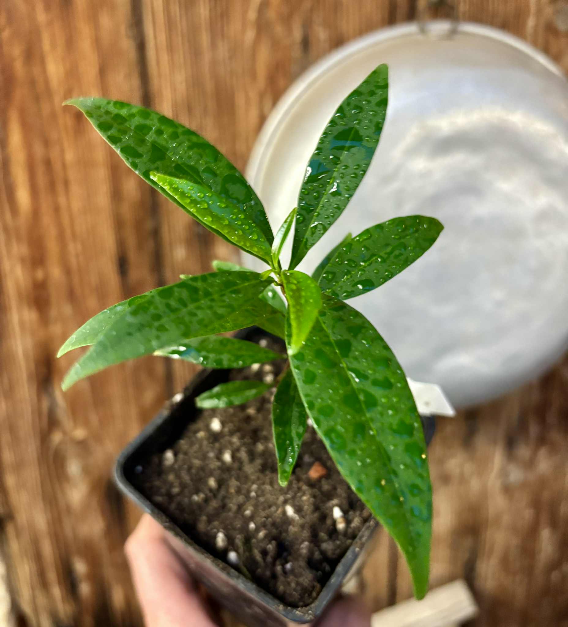 Eugenia punicifolia - 1 potted plant / 1 getopfte Pflanze