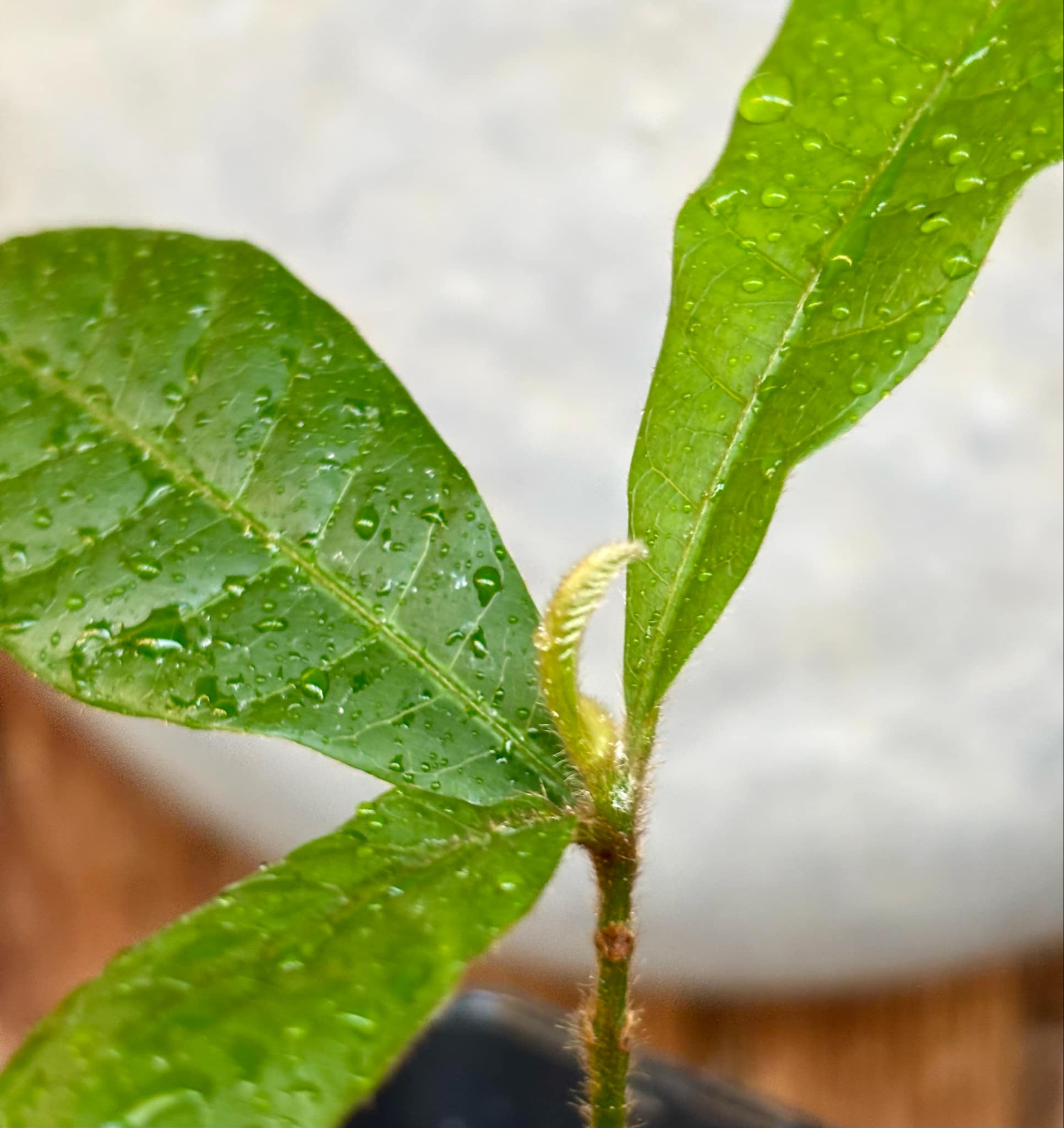 Pouteria torta subsp. gallifructa - Abiu Pilosa - 1 potted plant / 1 getopfte Pflanze