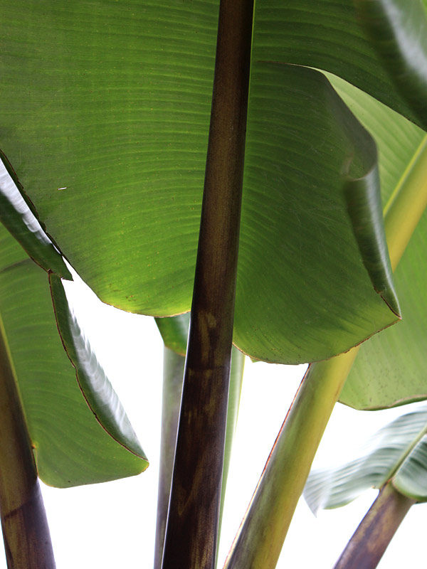 Musa balbisiana var Atia black - 1 small potted seedling / 1 kleiner, getopfter Sämling