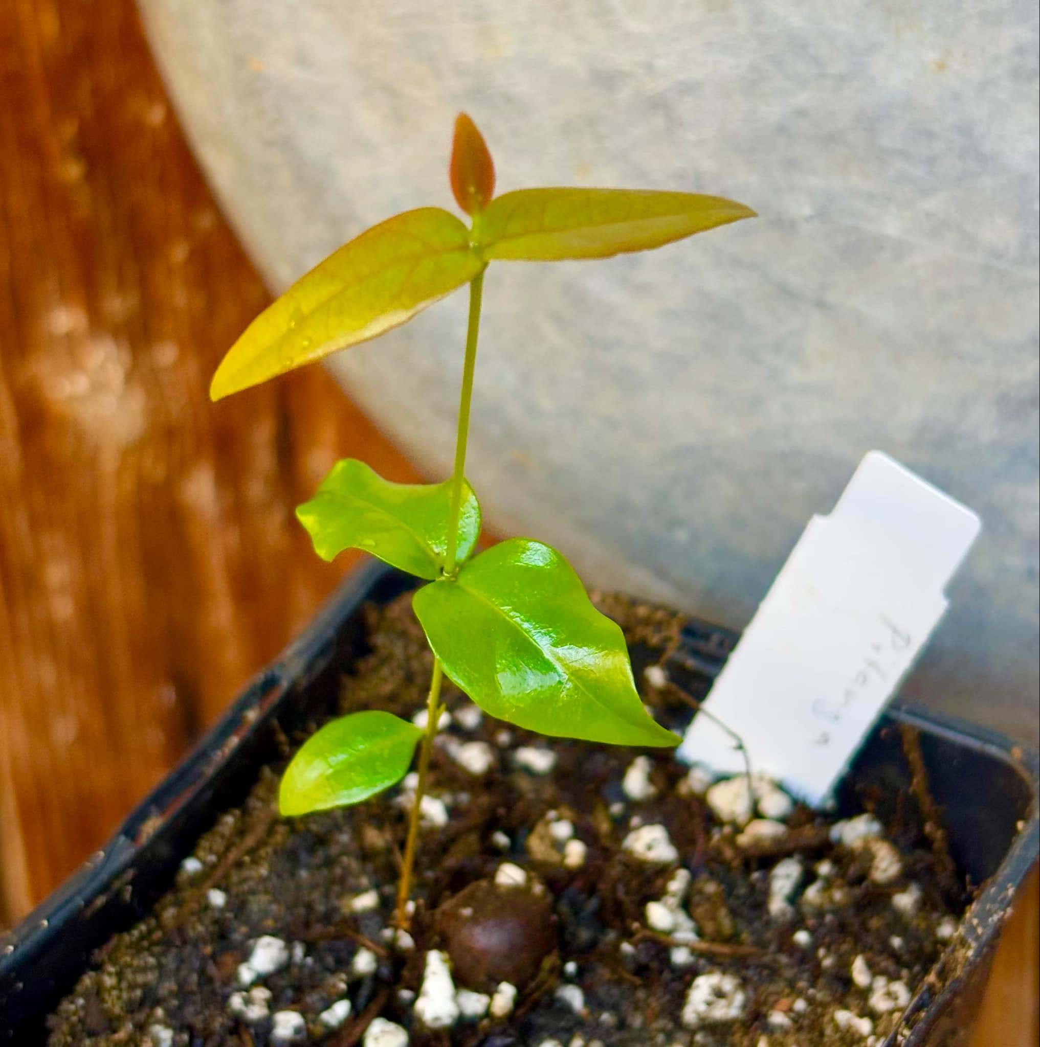 Eugenia uniflora var. Teneriffa  - 1 small potted seedling / 1 kleiner, getopfter Sämling