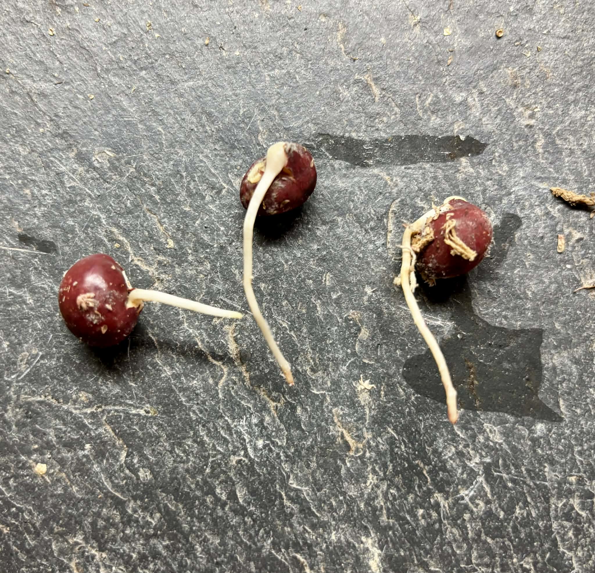 Bambara Groundnut (Vigna subterranea) -  3 germinated seeds / 3 gekeimte Samen