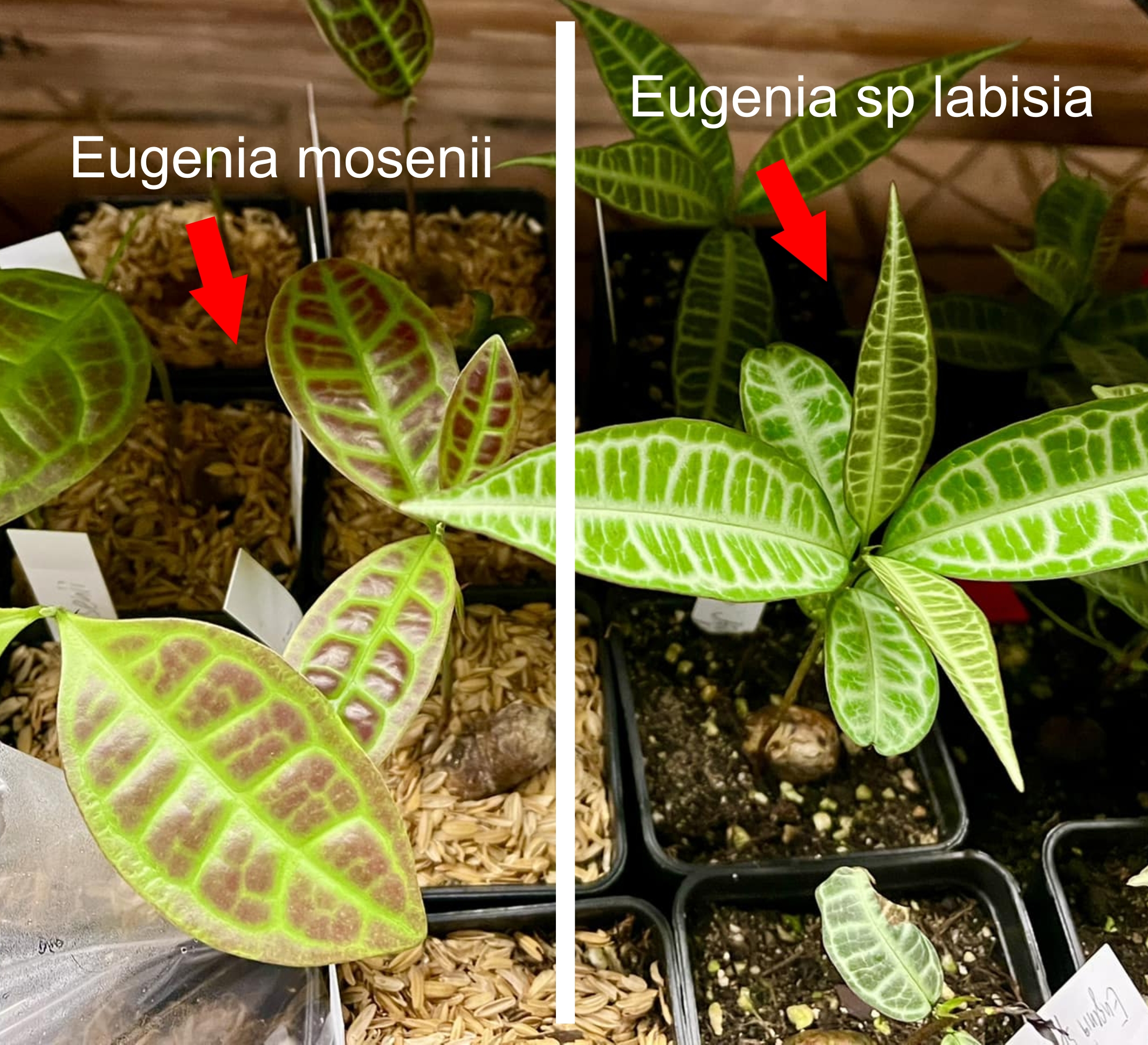Eugenia mosenii -  1 small potted seedling / 1 kleiner, getopfter Sämling