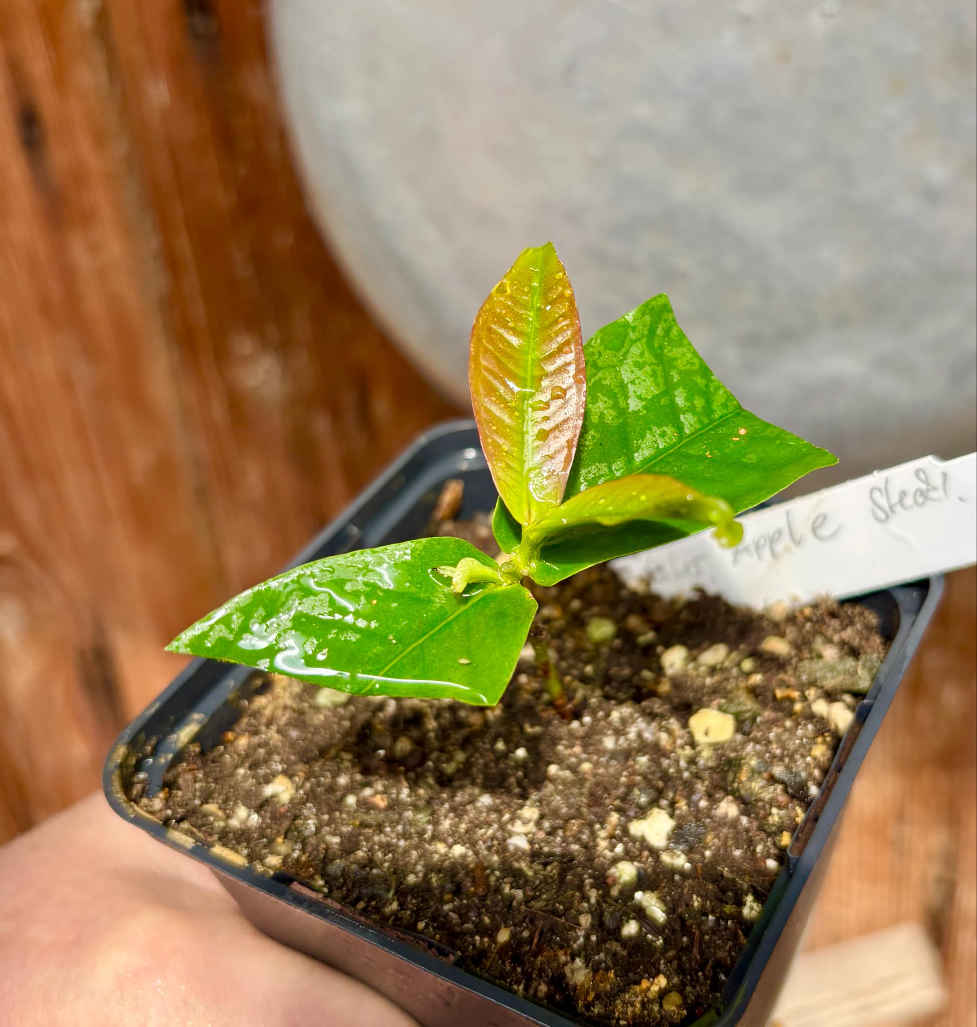 Syzygium aqueum - Water Apple - 1 rooted cutting - 1 bewurzelter Steckling