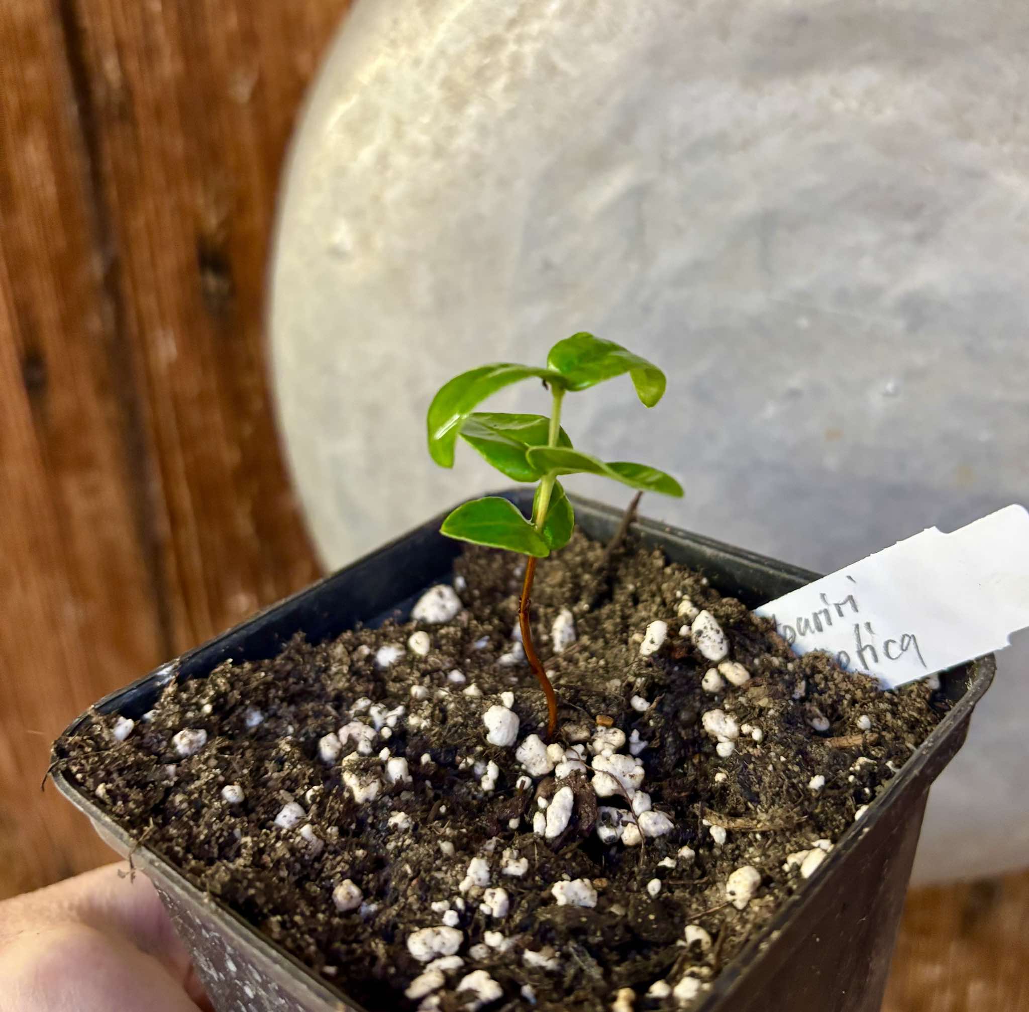 Manipuca - Mouriri elliptica - 1 small potted seedling / 1 kleiner, getopfter Sämling