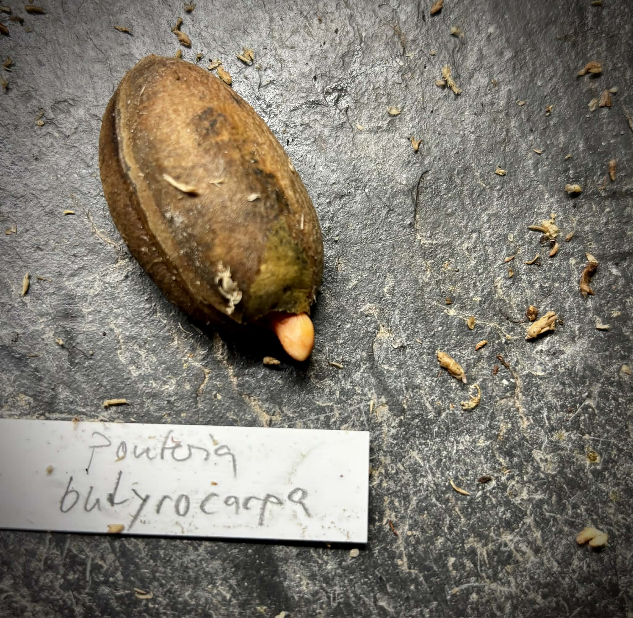 last seed - Butter Sapote (Pouteria butyrocarpa) - 1 germinated seed / 1 gekeimter Samen