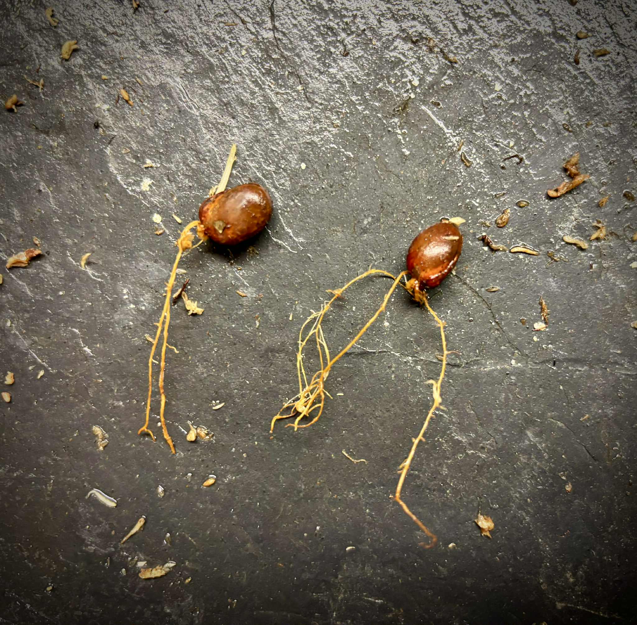 Mão do Cachorro (Perebea mollis) - 1 germinated seed / 1 gekeimter Samen