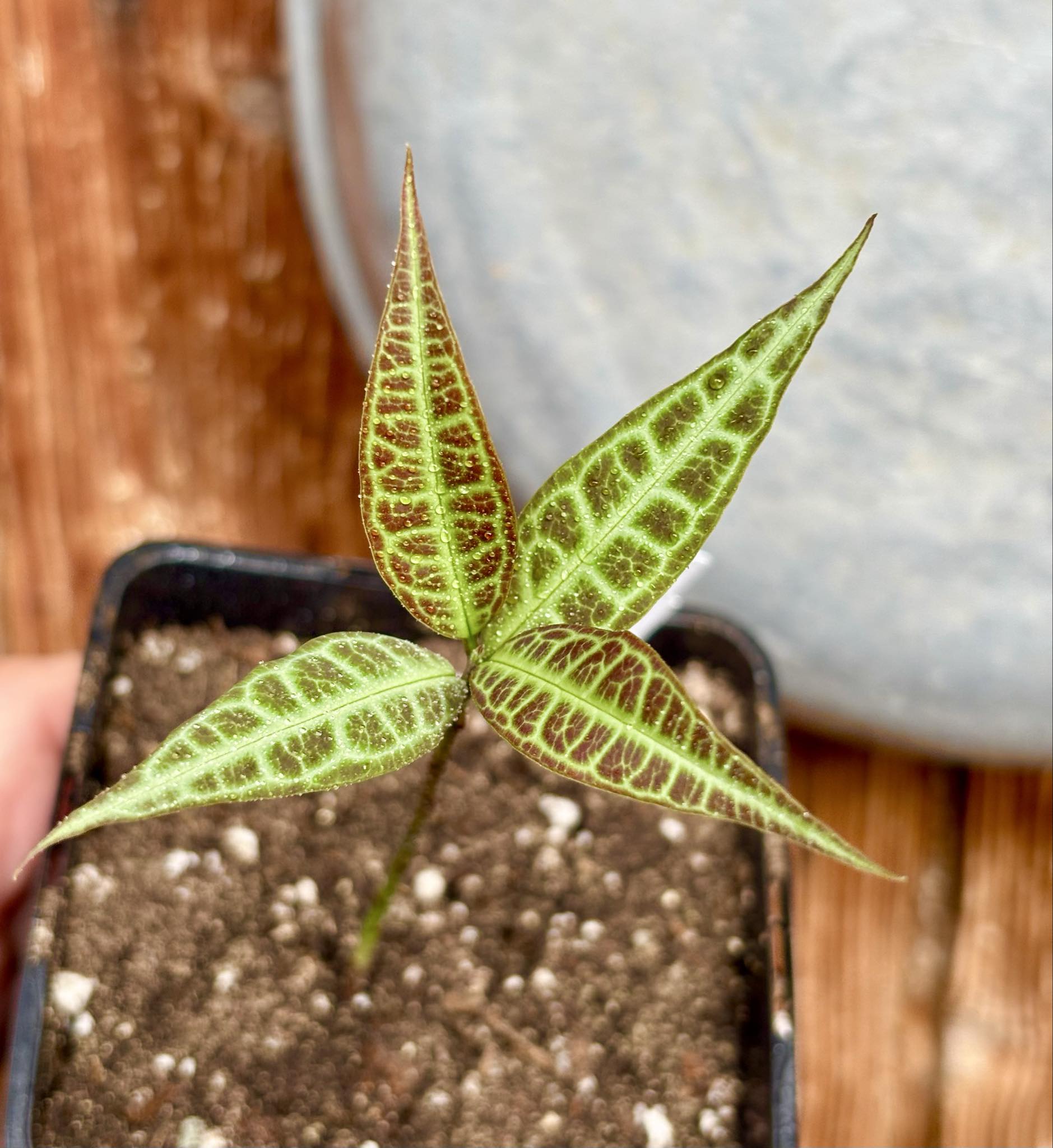 Eugenia sp Labisia -  1 potted seedling / 1 getopfter Sämling