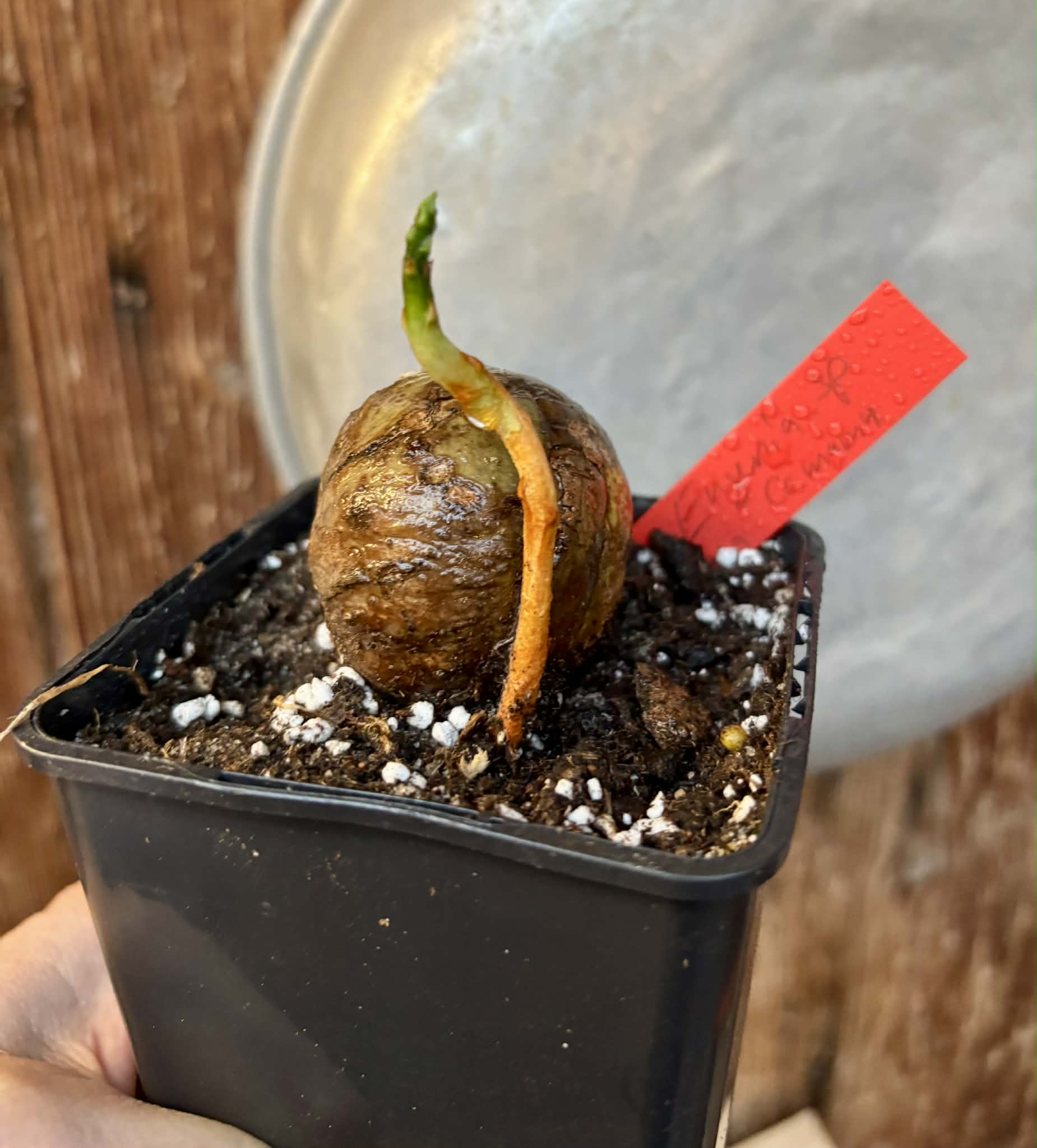 Eugenia sp Laranja Camamu - 1 potted seedling / 1 getopfter Sämling