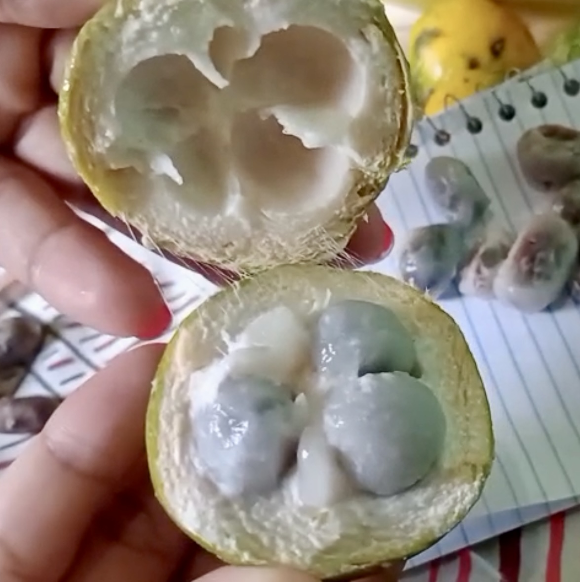 Ecclinusa sp Doce - 1 fresh seed / 1 frischer Samen