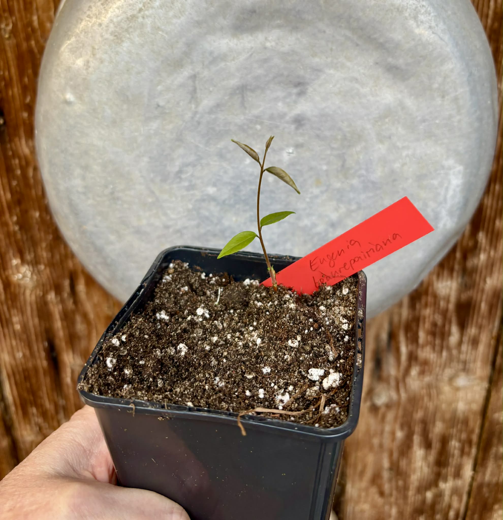 Uvaia do Visconde (Eugenia beaurepairiana) - potted seedling / 1 getopfter Sämling