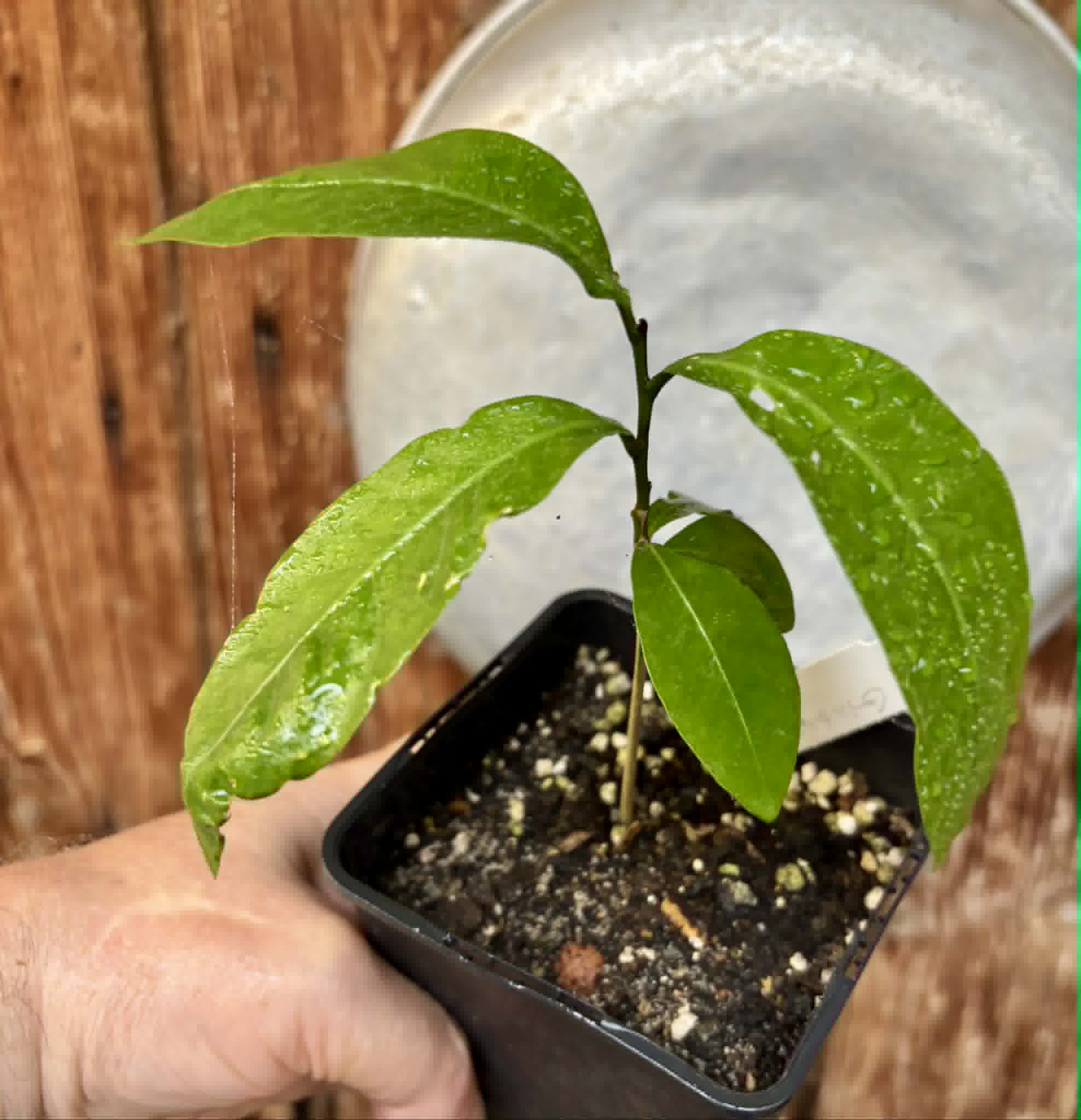 Glycosmis pentaphylla - Orangeberry -  1 potted seedling / 1 getopfter Sämling