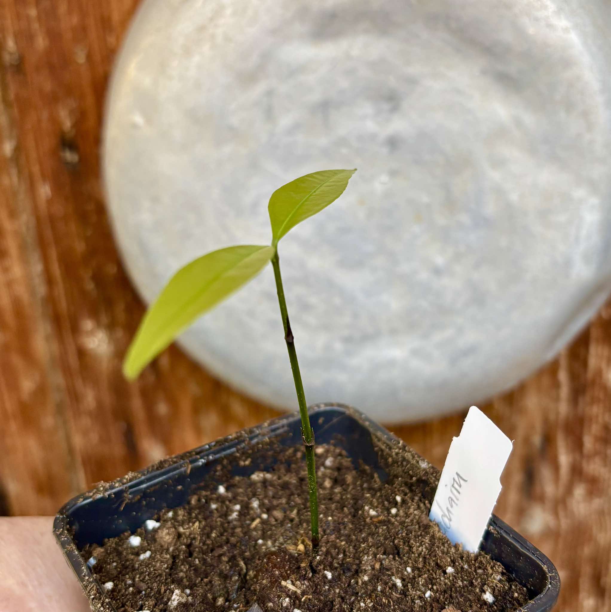 Garcinia humilis  - Achachairu - 1 potted plant / 1 getopfte Pflanze