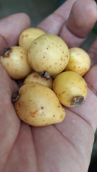 Guayabita (Psidium oligospermum) - 5 fresh seeds / 5 frische Samen