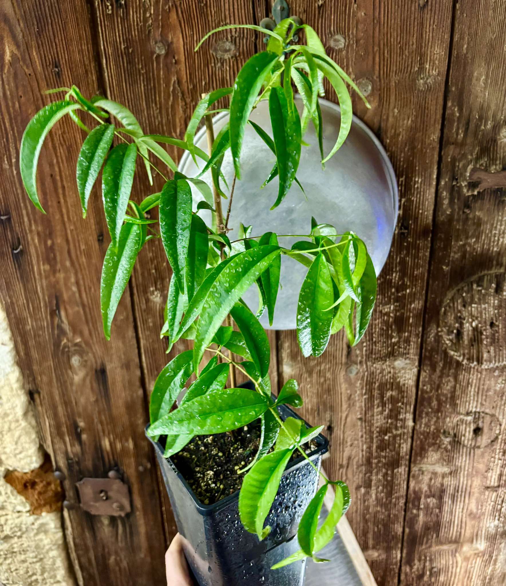 Eugenia sp sect racemosa -  1 potted plant / 1 getopfte Pflanze