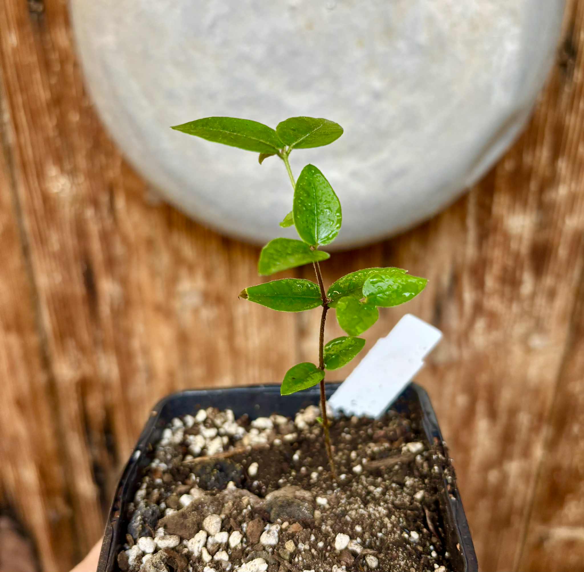 Myrciaria aff plinioides-  1 potted seedling / 1 getopfter Sämling