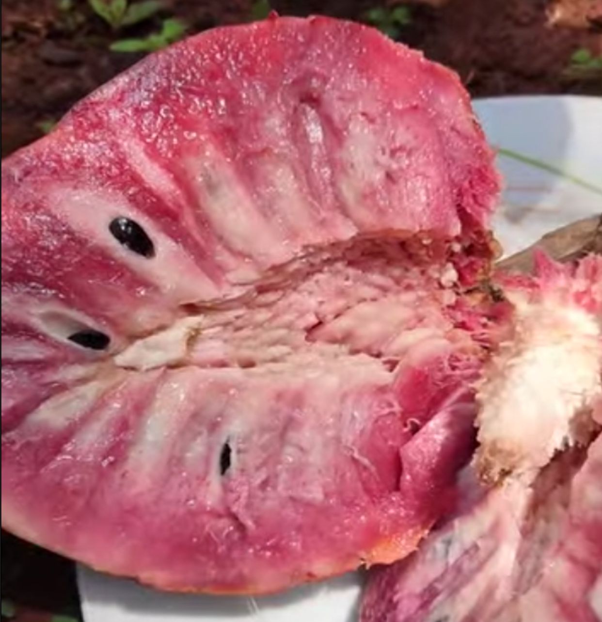 Annona reticulata var Ruby Heart- 1 fresh seed / 1 frischer Samen