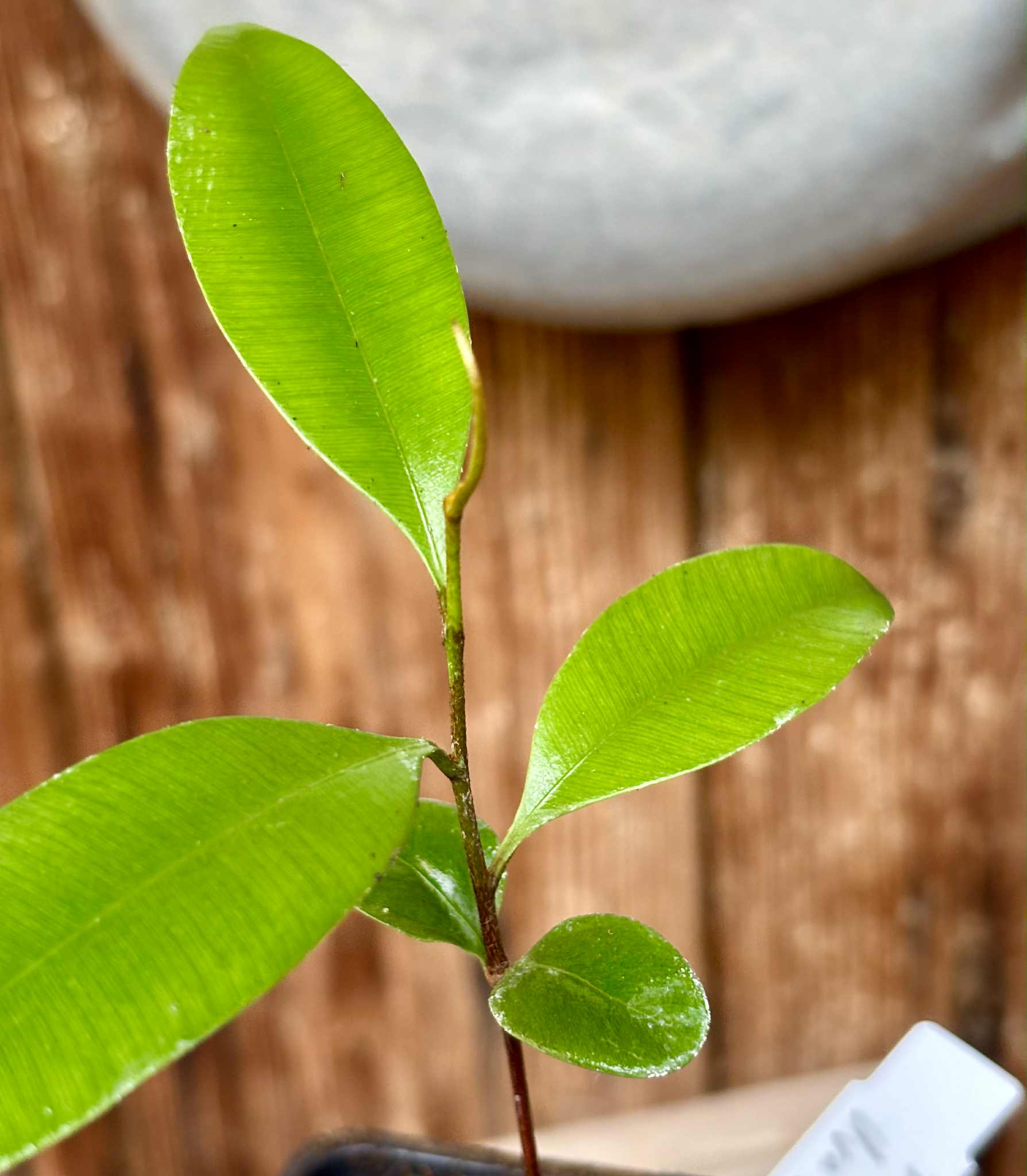 Diploon sp Uva de Leite  -  1 potted plant / 1 getopfte Pflanze