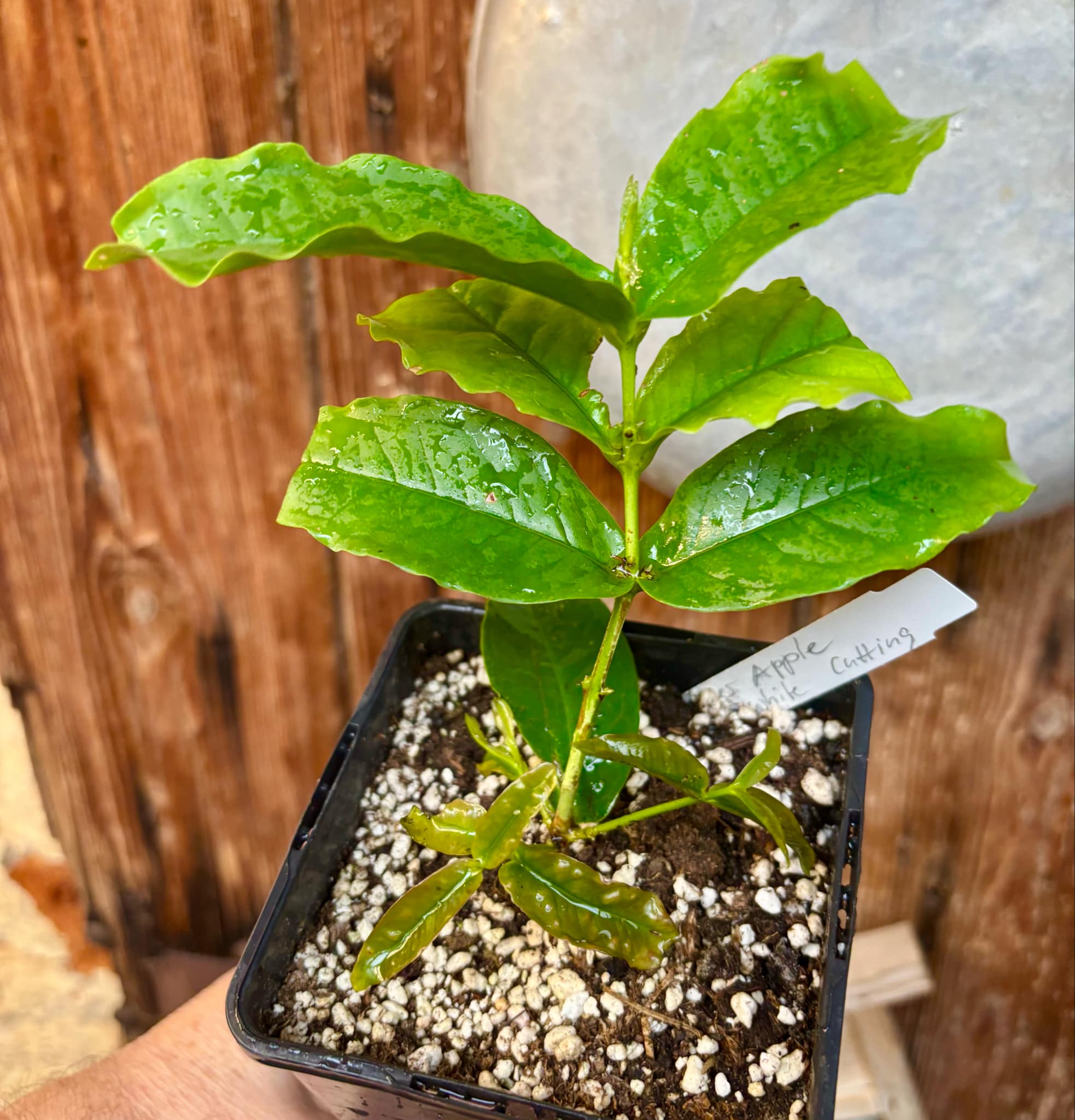 White variety - Syzygium aqueum - Water Apple - 1 rooted cutting - 1 bewurzelter Steckling White variety - Syzygium aqueum - Water Apple - 1 rooted cutting - 1 bewurzelter Steckling