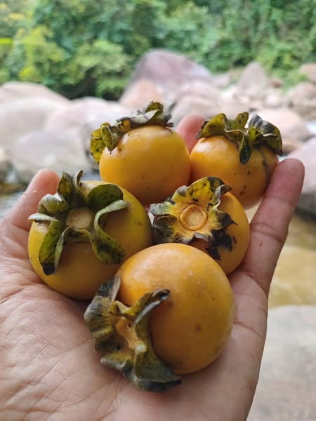 Diospyros hasseltii -  1 germinated seed / 1 gekeimter Samen