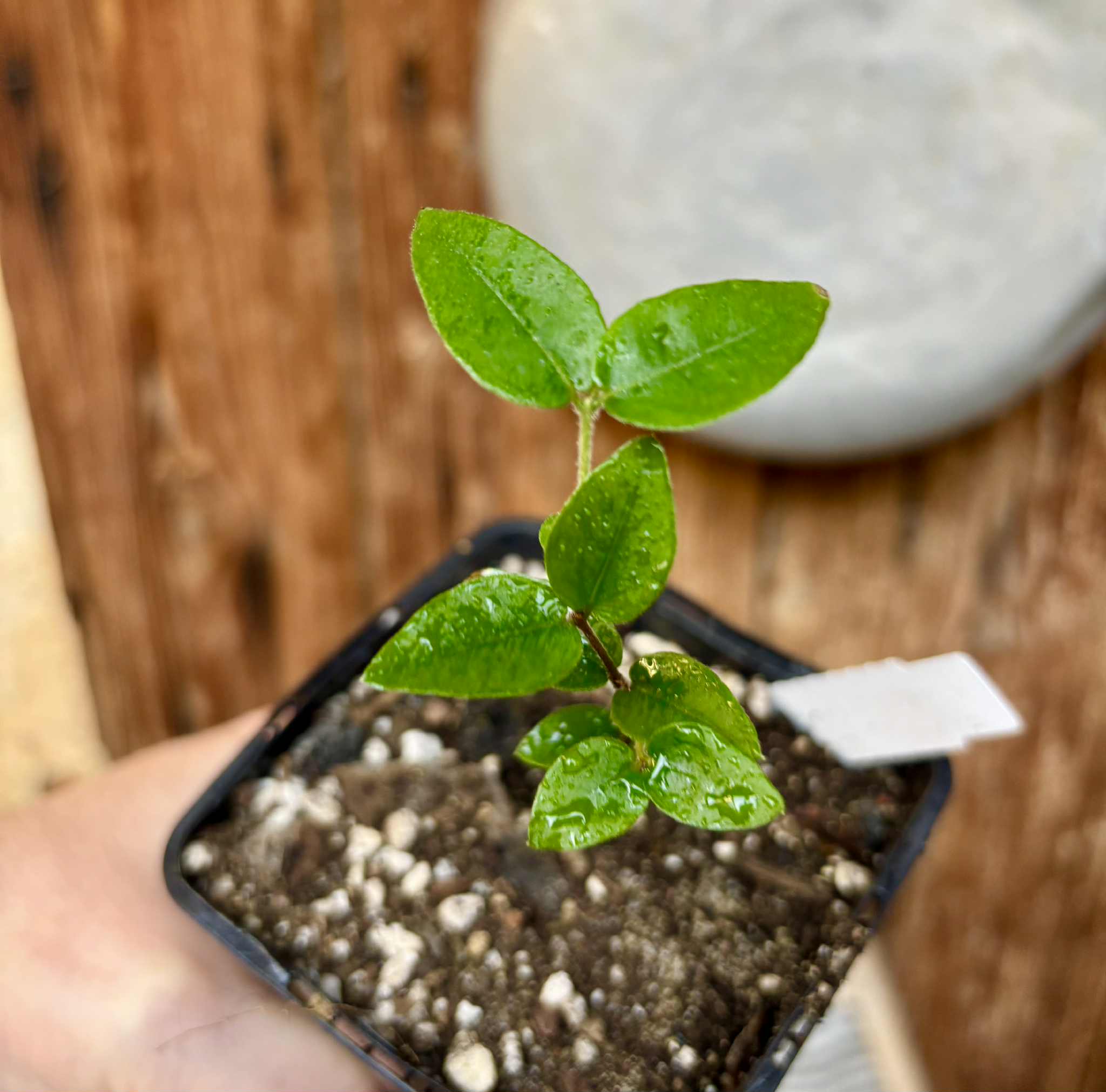 Myrciaria aff plinioides-  1 potted seedling / 1 getopfter Sämling
