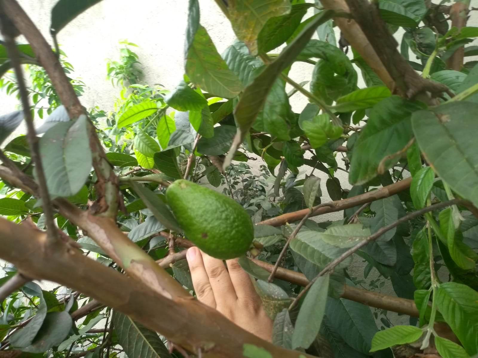 Psidium sorocabense  - 3 fresh seeds / 3 frische Samen