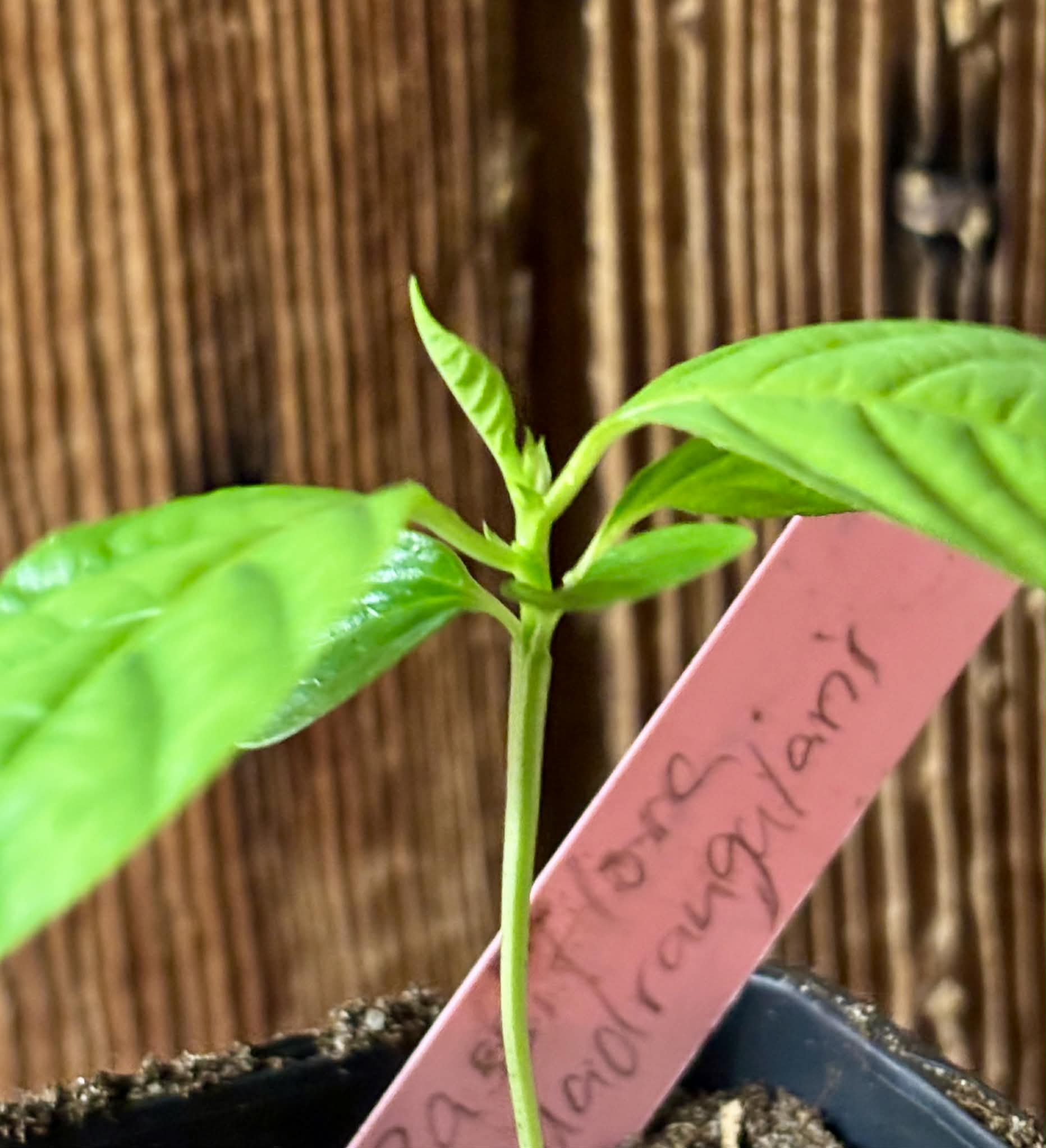 Passiflora quadrangularis - 1 potted seedling / 1 getopfter Sämling