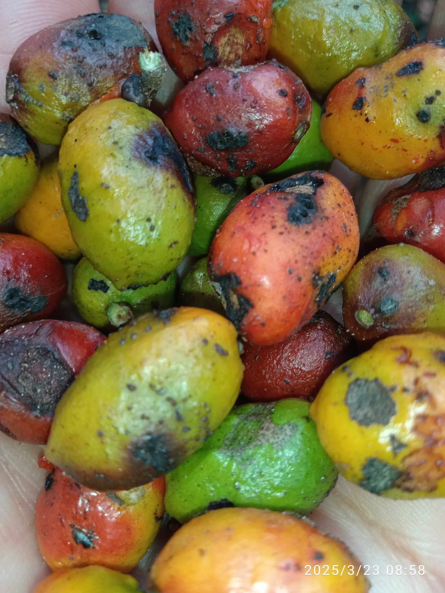 Annona aff. leptopetala  - 1 fresh seed / 1 frischer Samen