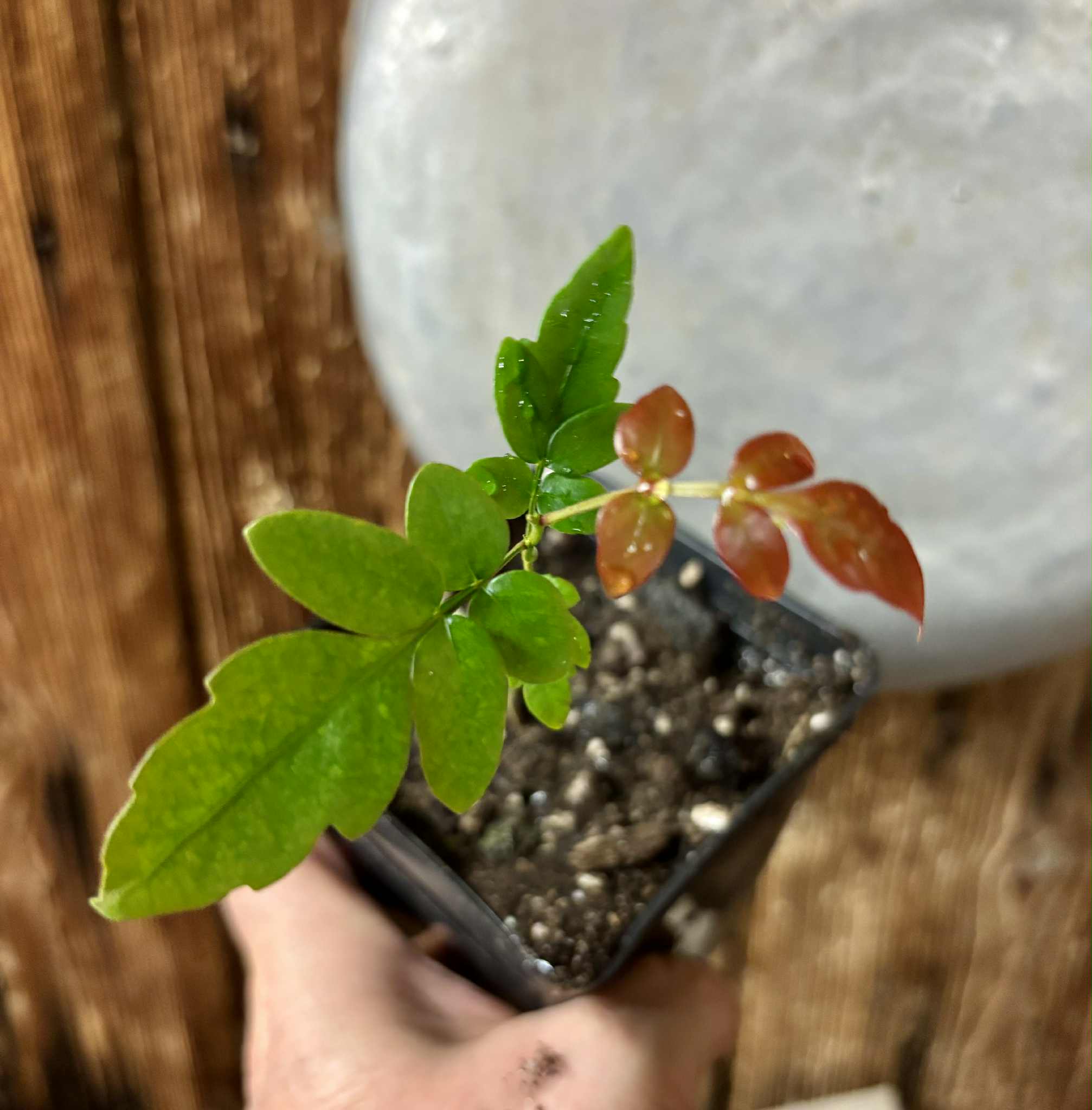 Guarana Samambaia (Paullinia rhomboidea) - 1 potted plant / 1 getopfte Pflanze 