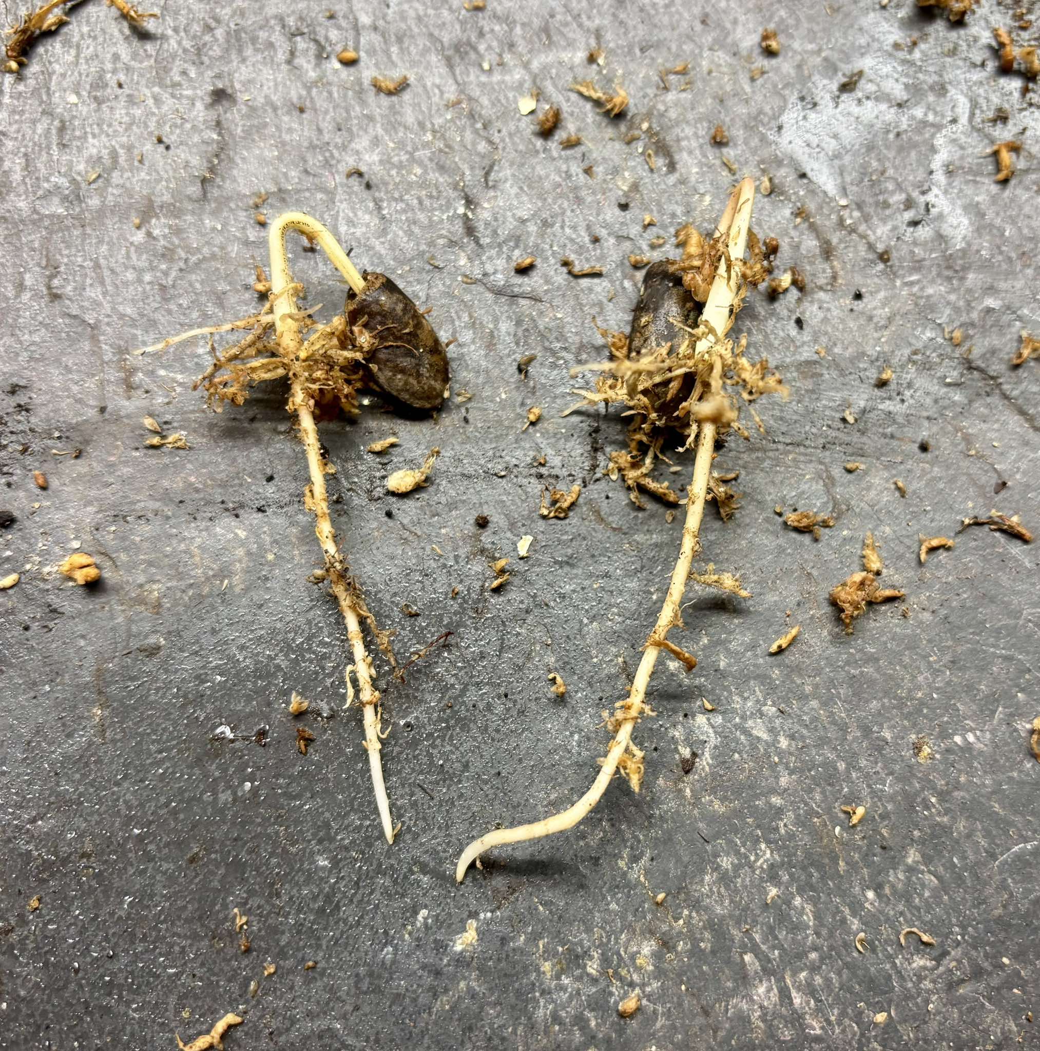 Annona mucosa - Biriba / Rollinia- 1 germinated seed / 1 gekeimter Samen