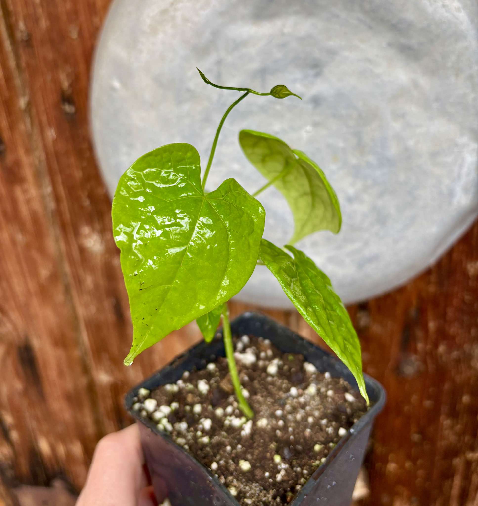 Odontocarya vitis -  1 potted plant / 1 getopfte Pflanze