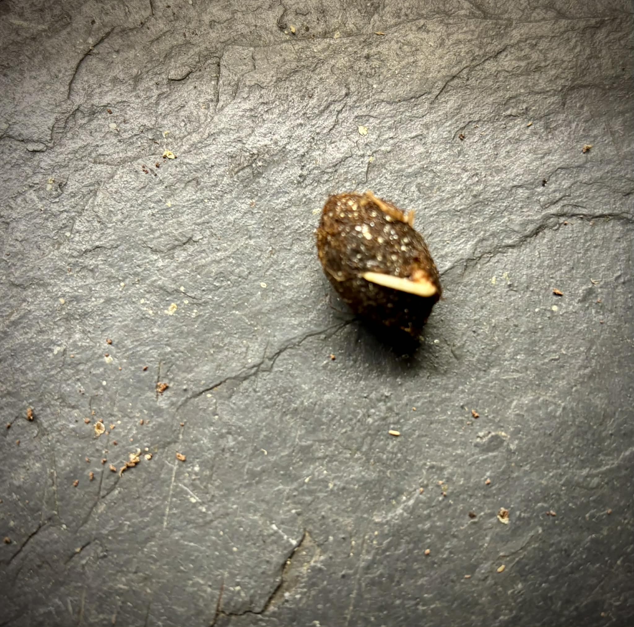 Eugenia sp amarela de Rondonia - 1 germinated seed / 1 gekeimter Samen