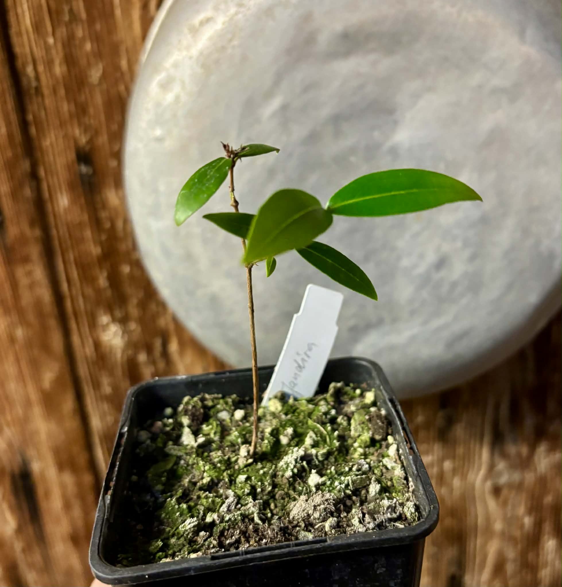 Eugenia sp Jandira - 1 potted seedling / 1 getopfter Sämling
