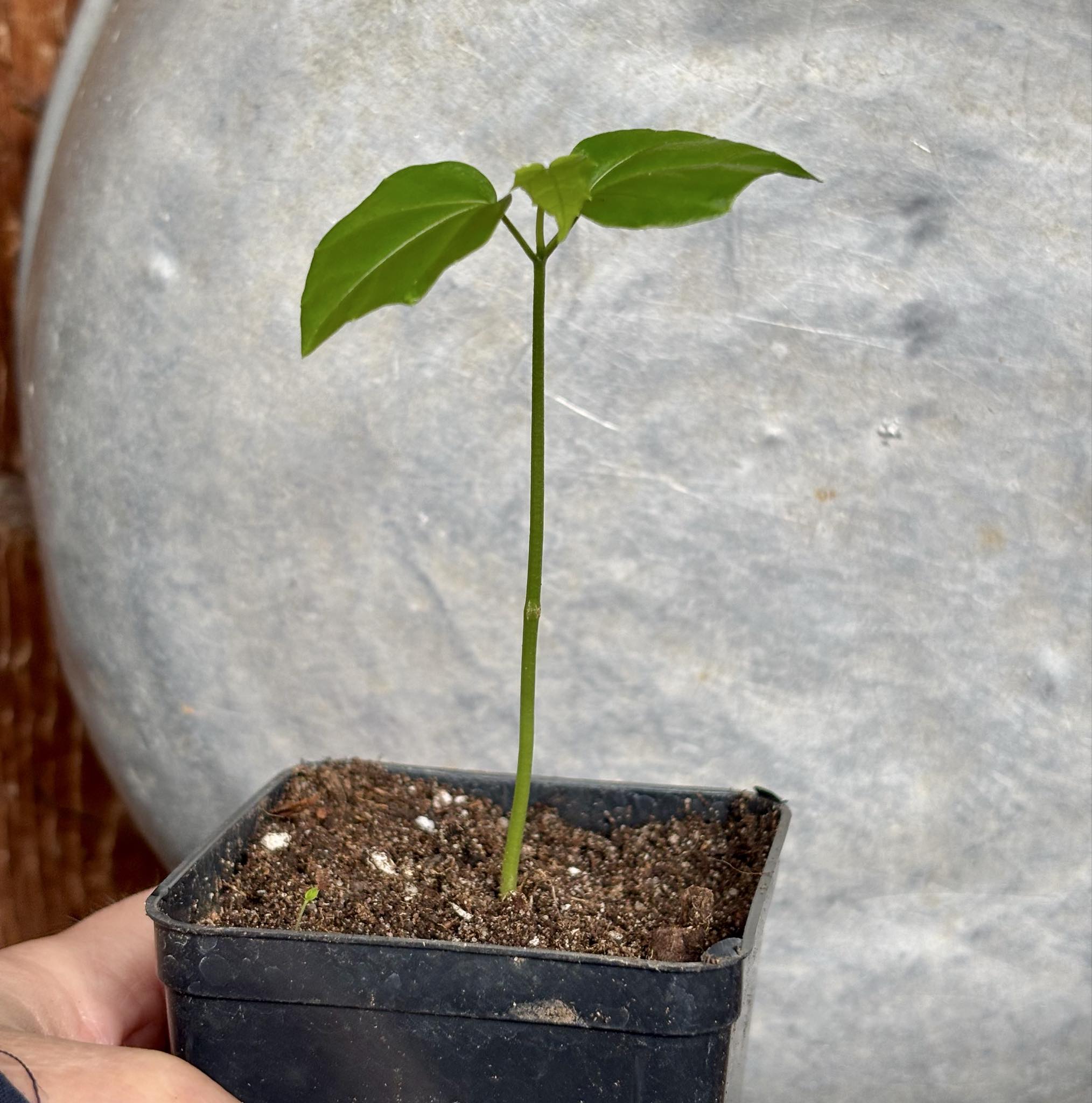 Psiguria umbrosa - 1 small potted seedling / 1 kleiner, getopfter Sämling