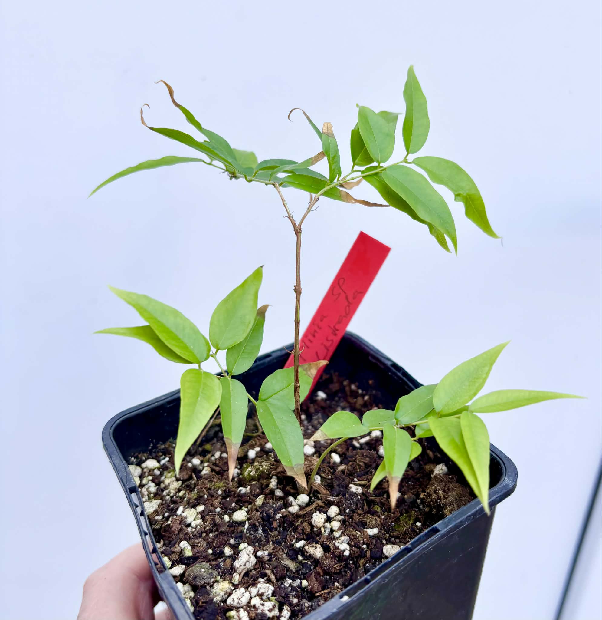Plinia sp. Listrada - 1 potted seedling / 1 getopfter Sämling