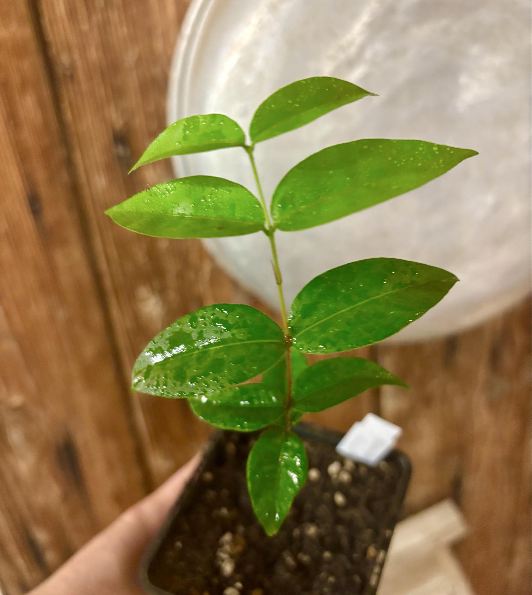 Neomitranthes obscura - 1 potted seedling/ 1 getopfter Sämling