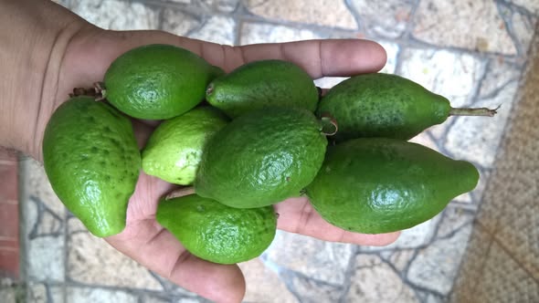 Psidium sorocabense  - 3 fresh seeds / 3 frische Samen